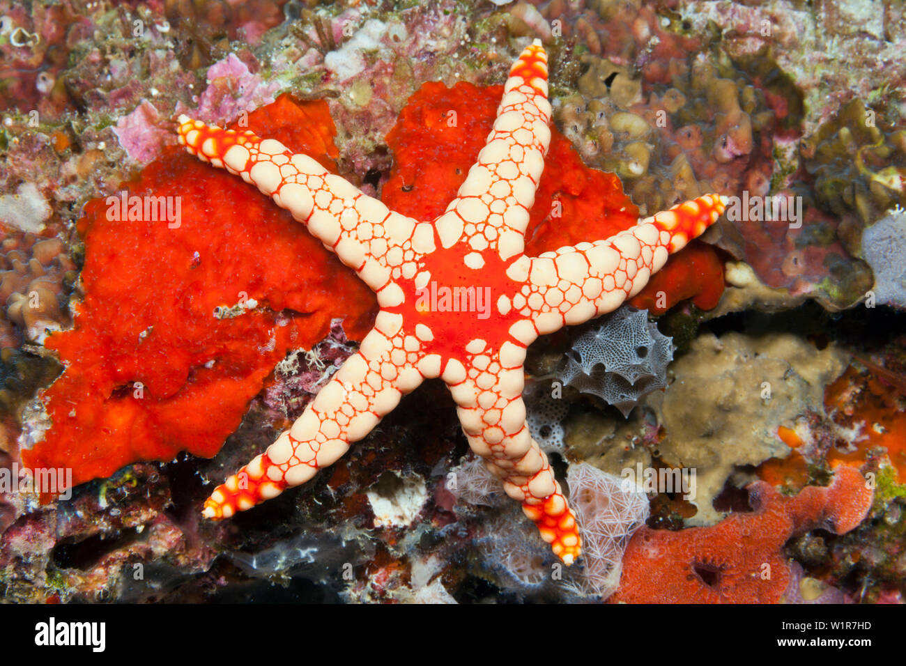 Maglia rossa Stella Marina, Fromia monilis, Felidhu Atoll, Maldive Foto Stock