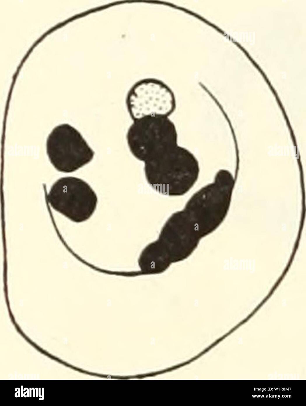 Immagine di archivio da pagina 9 di un studio citologico di aploidi. Un studio citologico di aploidi Crepis capillaris piante cytologicalstudy64holl Anno: 1930 114 università di California Pubblicazioni in scienze agricole [Vol. 6 e successive figure mostrano, divisione dei cromosomi entro una cella non sempre procedere in modo sincrono. Di solito però i divi- sion inizia più tardi e i cromosomi in forma di allegato sfere twin irregolarmente passa per i poli (fig. 5, b, c) o uno può essere lasciato fuori del mandrino e non riescono a raggiungere un palo, dando luogo a tre iso- Foto Stock