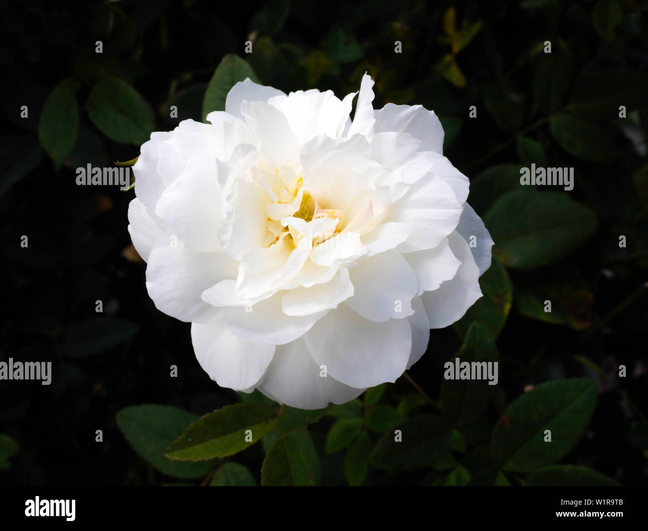 Un unico fiore di specie di rose Susan Williams-Ellis in piena fioritura nel mese di giugno in mura di cinta del giardino delle rose Wynyard Country House Hotel Tees Valley Inghilterra Foto Stock