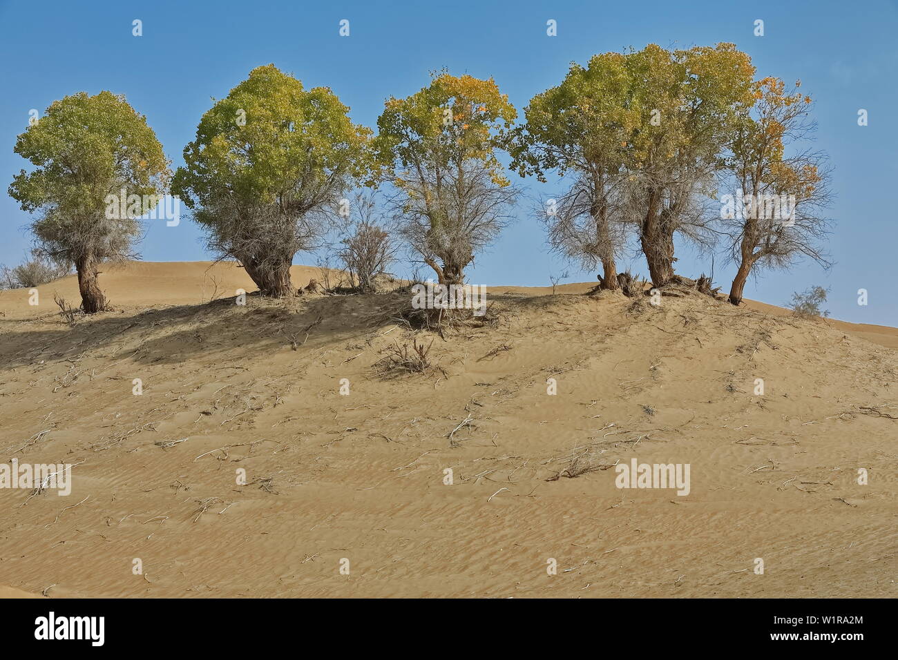 Gruppo di alberi di pioppo-populus eupratica del deserto. Contea Di Keriya-Xinijang-Cina-0261 Foto Stock