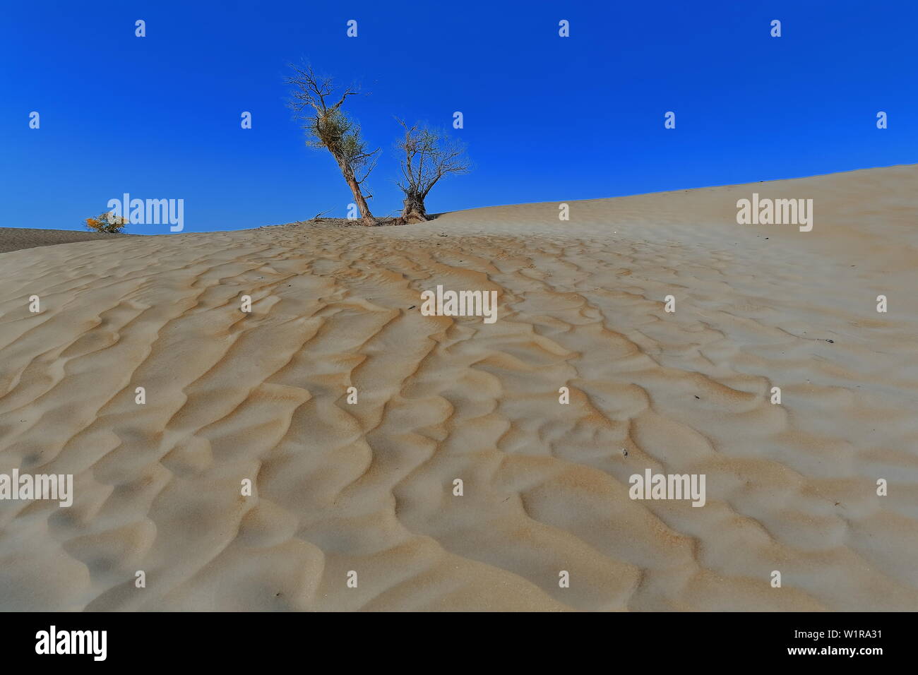 Coppia di alberi di pioppo-populus eupratica del deserto. Contea Di Keriya-Xinjiang-Cina-0268 Foto Stock