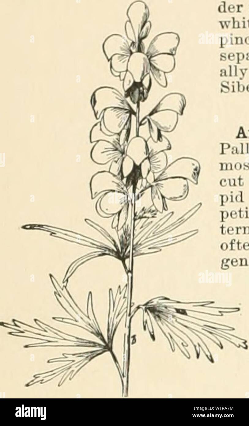 Immagine di archivio da pagina 47 del dell'enciclopedia di American orticoltura, comprendente. Dell'enciclopedia di American orticoltura comprendente suggerimenti per la coltivazione di piante orticole, descrizioni delle specie di frutta e ortaggi, fiori e piante ornamentali vendute negli Stati Uniti e in Canada, insieme geografico e biografie cyclopediaofam01bail Anno: 1900 20 ACONITUM provenienti un panicle; blu, lilla o biancastre; casco chiuso. Sett-nov. N. Cina. lycée6ctonum, Linn. {A. harh&tum, Patr. A. squarrd- somma,A. ochroletieum, WiUd.). Pal giallo Wolfs- B&iTE. San snello, semplice Foto Stock