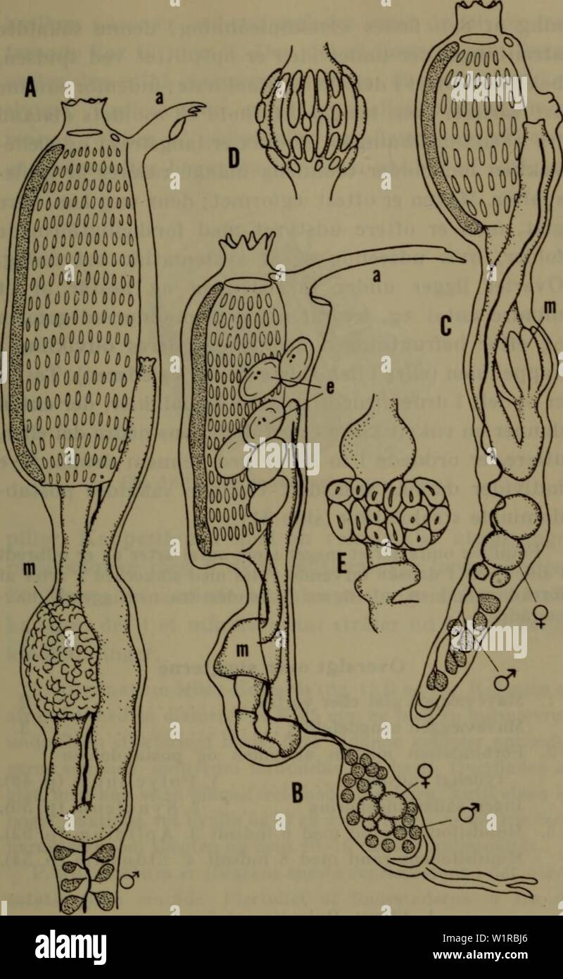 Archivio immagine dalla pagina 50 della Danmarks fauna; illustrerede haandbøger oltre. Danmarks fauna; illustrerede haandbøger su den danske dyreverden.. danmarksfaunaill75dans l'anno: 1907 47 Fig. 18. Polyclinidae. Un zooid af Synoicum pulmonaria (efter Van Name), B zooid af Polyclinum aurantium (efter Milne-Edwards), C zooid af Aplidium pallidum (efter Van Name), D maven Apli af- dium proliferum (efter Brien), e tarmslyngen af Sidnyum turbinatum (efter Kott). Un atrialtunge, e embryoner, mave m. Foto Stock