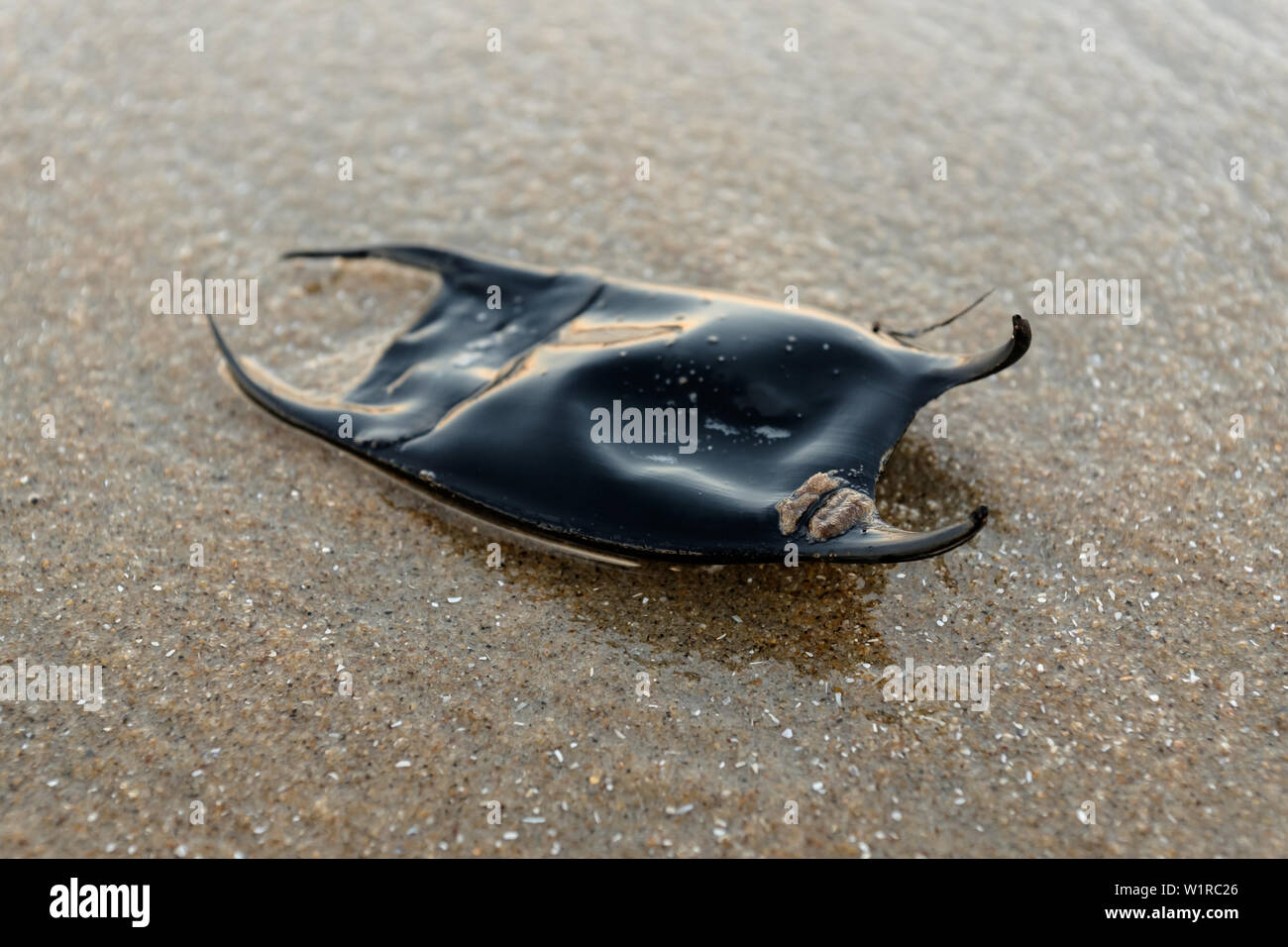Una sirena di borsa, un uovo caso per un raggio, è trovato lavato sulla riva vicino al lungomare di Virginia Beach, Virginia, Stati Uniti. Foto Stock