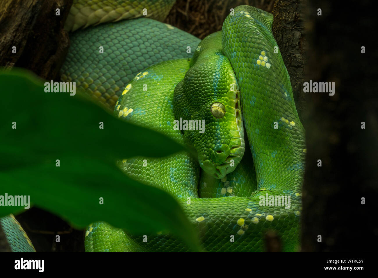 Green Tree python (Morelia viridis / Python viridis) rannicchiato nella struttura ad albero, nativo di Papua Nuova Guinea, Indonesia e Cape York Peninsula in Australia Foto Stock