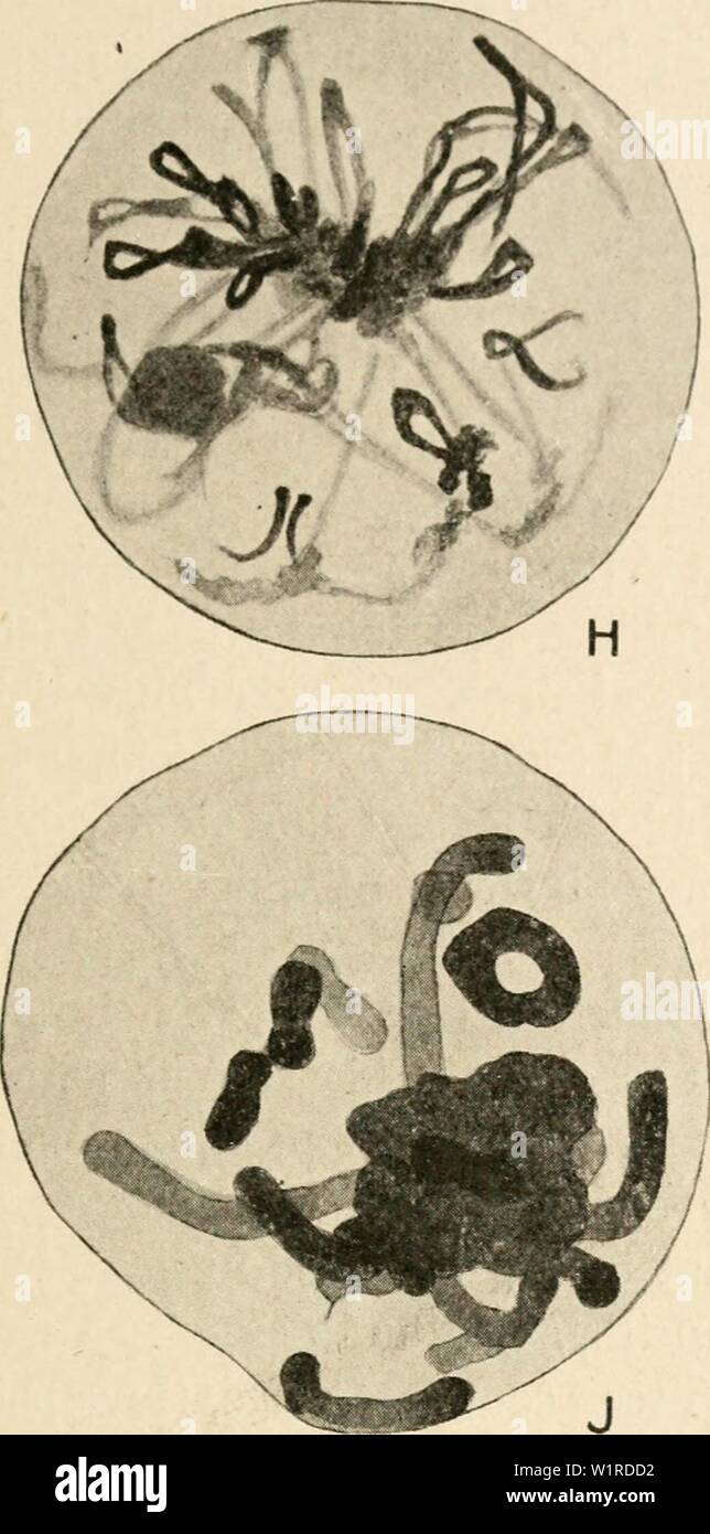 Archivio immagine dalla pagina 54 della citologia, con speciale riferimento a. Citologia, con speciale riferimento al nucleo metazoan cytologywithspec00agar Anno: 1920 II MEIOSI IN LEPIDOSIREN 39 la coniugazione di cromosomi. Quindi la parola synizesis è stato proposto per la contrazione e, syndesis per la coniugazione del cromosoma. Foto Stock