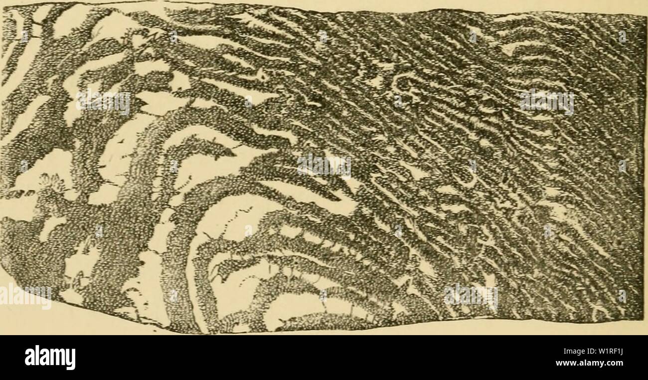 Immagine di archivio da pagina 57 di aurora di vita essendo l. Aurora di vita: essendo la storia dei più antichi noti resti fossili, e il loro rispetto al tempo geologico e allo sviluppo del regno animale dawnoflifebeingh00Daw Anno: 1875 36 L'ALBA OP VITA. logico e palEeontological conoscenza e la sur- veys precedentemente effettuati, secondo la quale l'età e la distribuzione delle rocce Laurenziana e le condizioni chimiche del loro deposizione e metamorfismo di Ascer furono- tained. I primi esemplari di Eozoon mai procurato, in quanto noti, sono stati raccolti a Burgess in Ontario da un veterano canadese Foto Stock