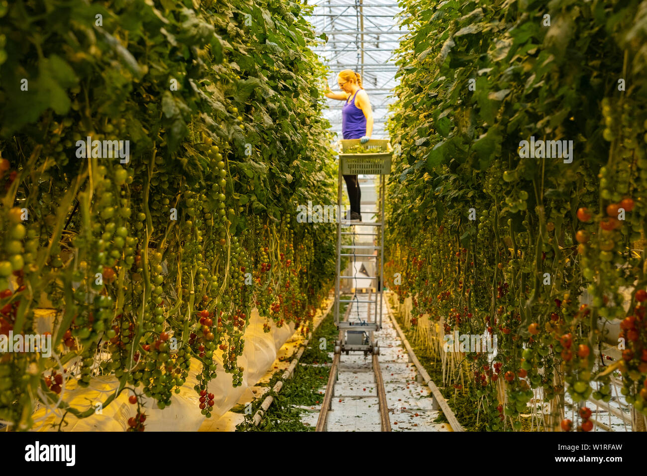 Islandese di coltivazione in serra di piante di pomodoro con un lavoratore la raccolta di alcuni dei frutti. Foto Stock