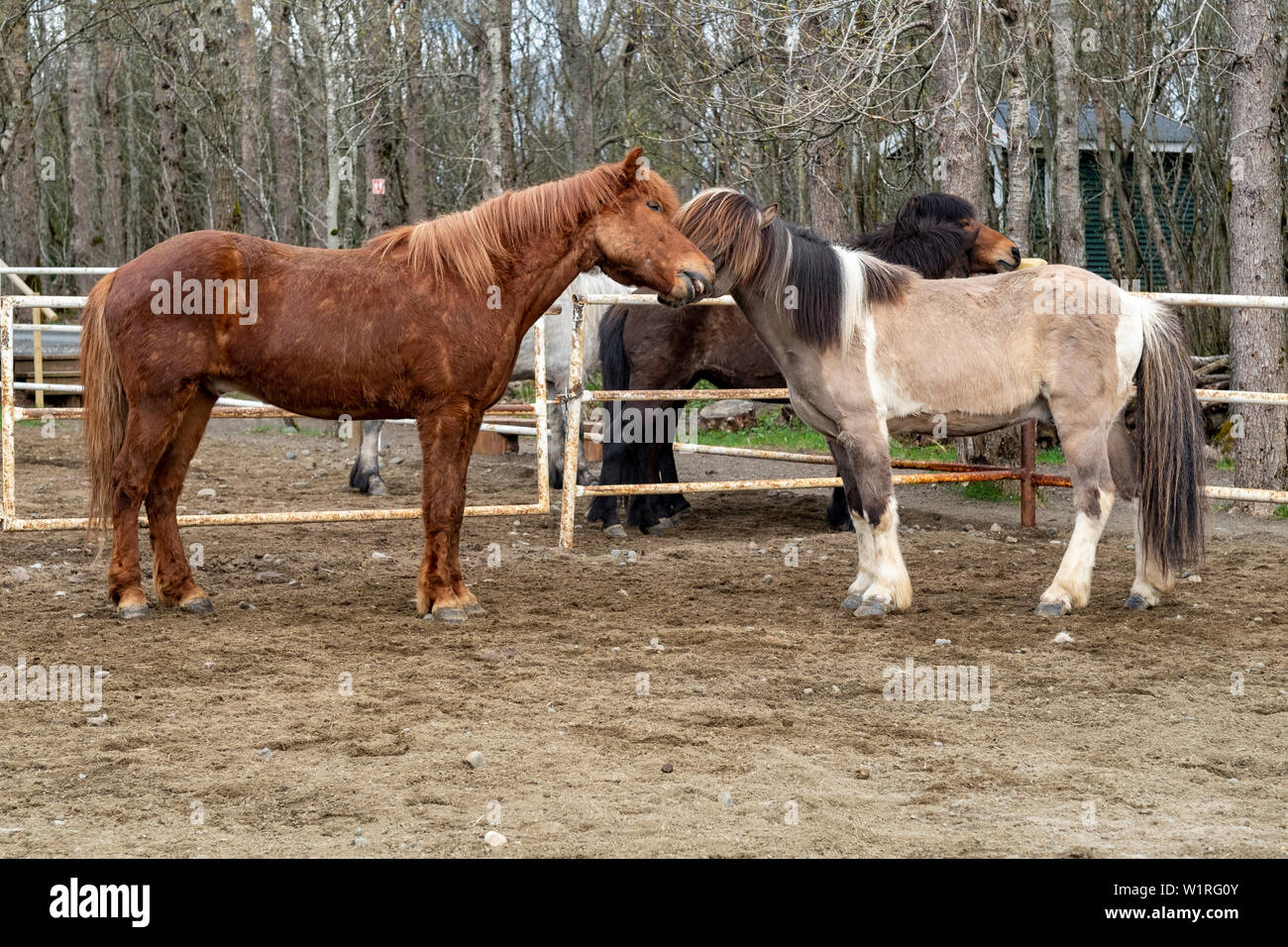 Una coppia di giocoso cavalli islandesi romp in un paddock nel centro di Islanda Foto Stock