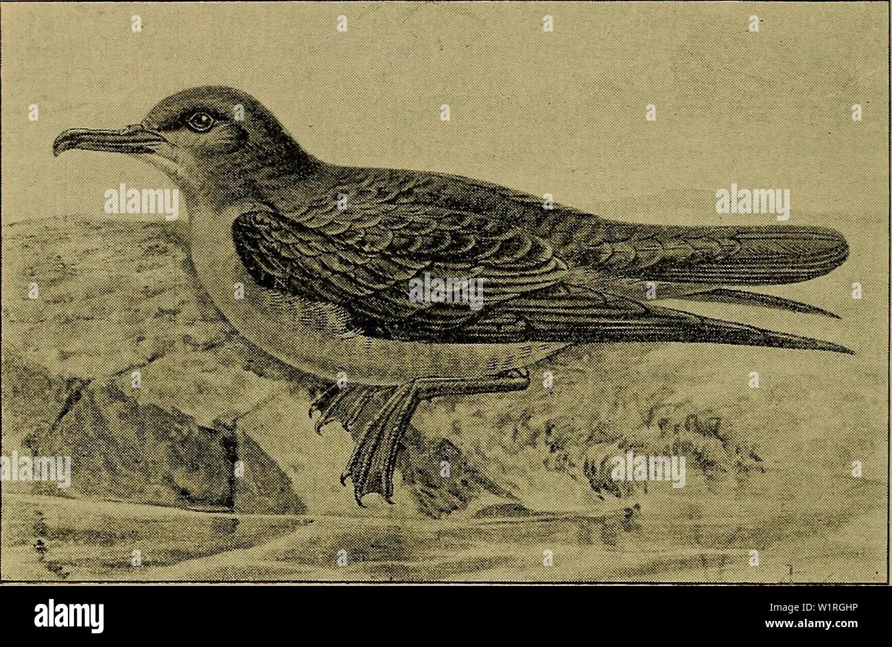 Archivio immagine dalla pagina 61 della Danmarks fauna; illustrerede haandbøger oltre. Danmarks fauna; illustrerede haandbøger su den danske dyreverden.. danmarksfaunaill30dans l'anno: 1907 54 mørke Skaftstriber og mørk Tegning paa Kant- og Rand- fjerene. Axillarfjerene mørkebrune. Halen afrundet, de yderste Stirefjer c. 20 mm kortere fine de mellemste. Naebbet sorta, Laengden 39-45 mm, kraftigt, c. 10,5 mm højt. Vingelaengden 29-32 cm, de sammenlagte Vinger rager ud over Halespidsen. Mellemfoden 56-60 mm, Fig. 12. Sodfarvet Skraape. Mellemtaaen 65-67 mm. Mellemfodens Yderside og Yder- taaen sorte. Fødder Foto Stock