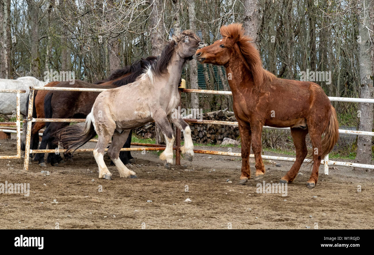 Una coppia di giocoso cavalli islandesi romp in un paddock nel centro di Islanda Foto Stock