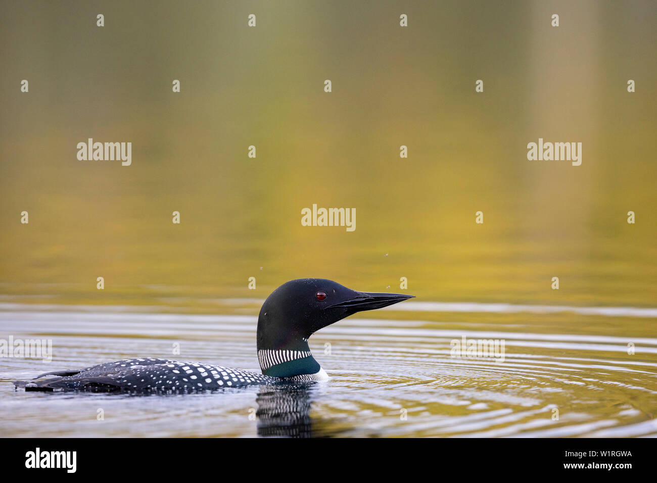 MAYNOOTH, Ontario, Canada - 29 Giugno 2019: un comune Loon (Gavia immer), parte della famiglia Gaviidae nuota in un lago Ontario. ( Ryan Carter ) Foto Stock