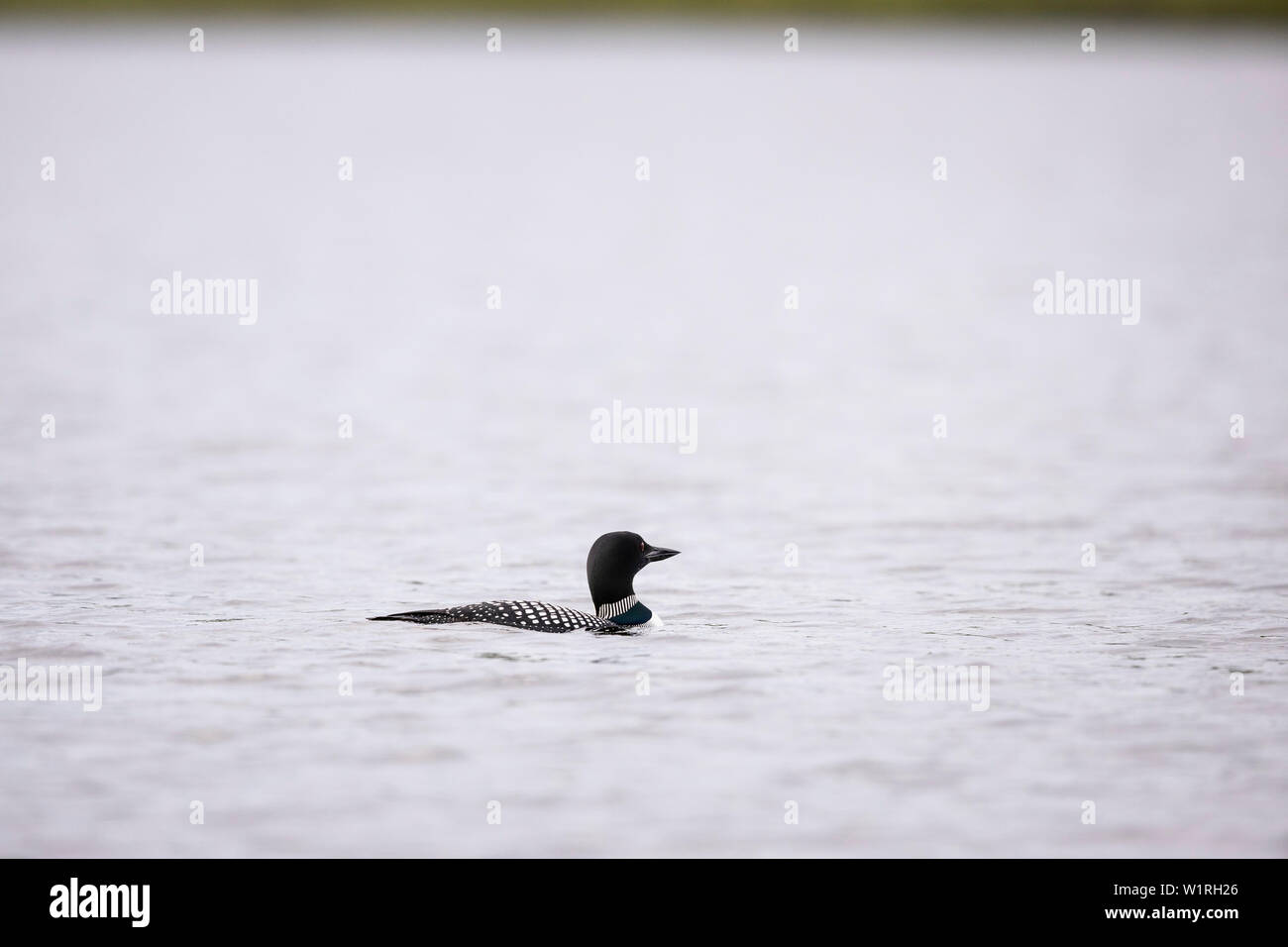 MAYNOOTH, ONTARIO, CANADA - Luglio 01, 2019: un comune Loon (Gavia immer), parte della famiglia Gaviidae nuota in un lago Ontario. ( Ryan Carter ) Foto Stock