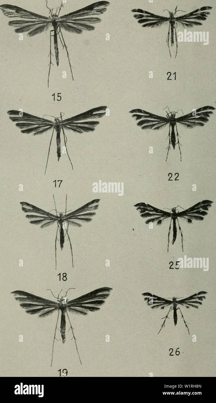 Archivio immagine dalla pagina 63 della Danmarks fauna; illustrerede haandbøger oltre. Danmarks fauna; illustrerede haandbøger su den danske dyreverden.. danmarksfaunaill52dans l'anno: 1907 Tavle II. 15. S. pelidnodactyla. 17. S. bipunctidactyla. 18. S. pneumonaiithes. 19. S. pterodactyla. 21. O. tristis. 22. O. pilosellae. 25. O. ericetorum. 26. O. parvidactylus. xlU. Foto Stock