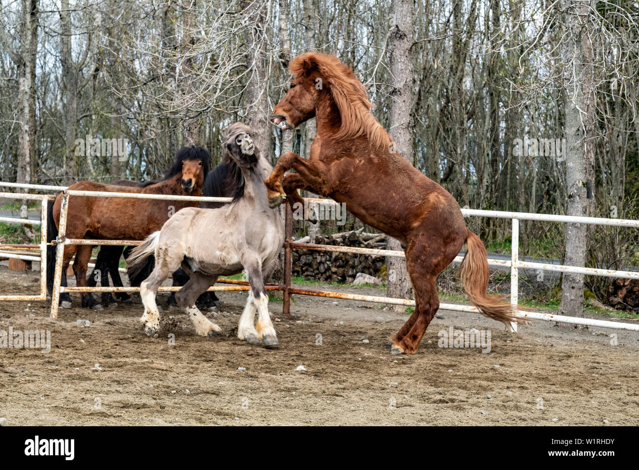 Una coppia di giocoso cavalli islandesi romp in un paddock nel centro di Islanda Foto Stock