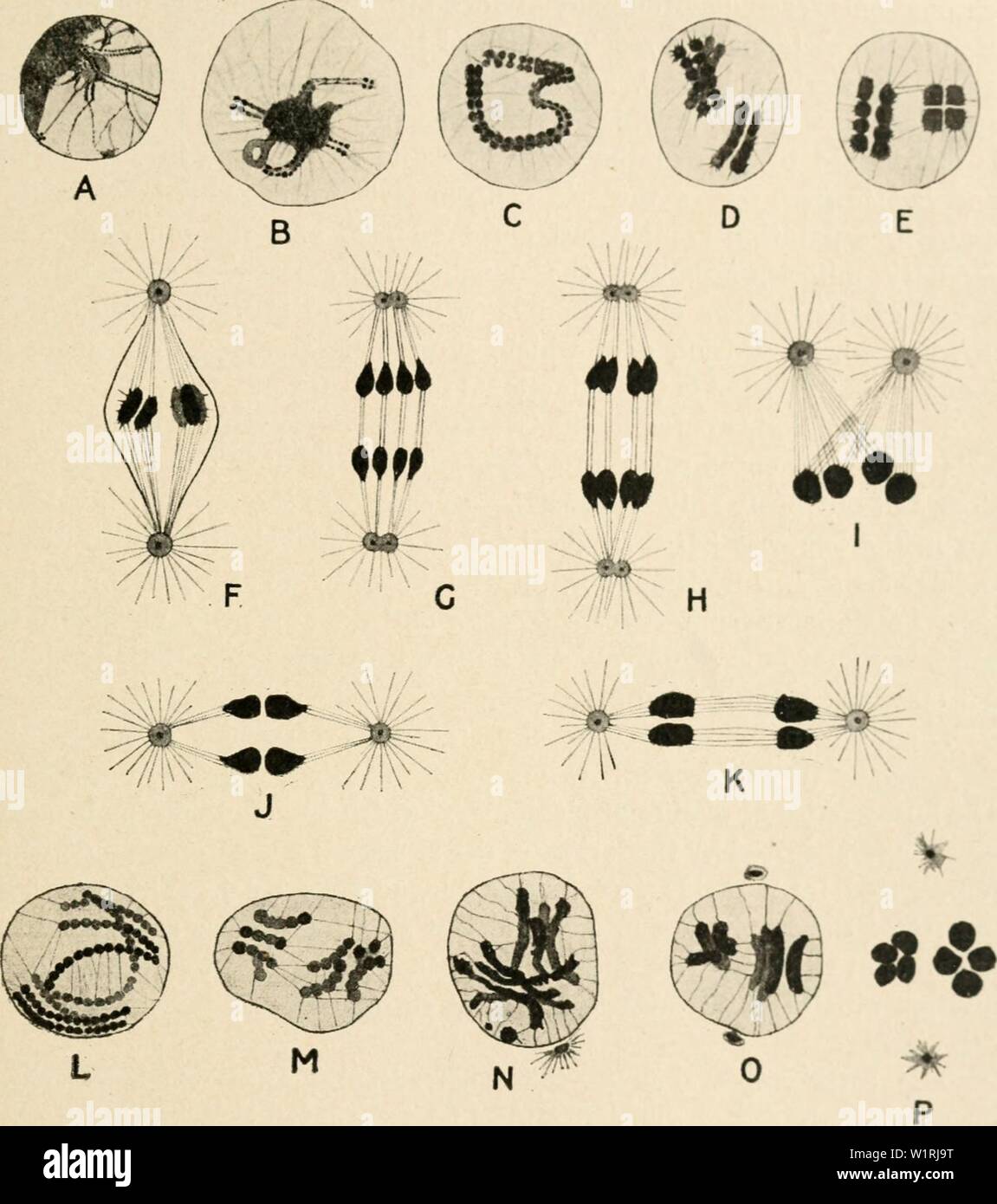 Archivio immagine dalla pagina 66 della citologia, con speciale riferimento a. Citologia, con speciale riferimento al nucleo metazoan cytologywithspec00agar Anno: 1920 II MEIOSI IN ASCARIS 51 dalla fase successiva illustrata nella Fig. 20, C, synizesis ha completamente dis- è apparso, e tutti la cromatina è in forma di un lungo, doppiamente split thread (solo uno split è visibile nel piano della figura). Come ci sono veramente due cromosomi bivalente presente, questi devono essere unite tempor- fig. 20. Una vista di estremità, e pertanto la sua costituzione quadrupla è rivelato. F, la metafase I. ; G, H, anaphase I. ; I, preparazione Foto Stock