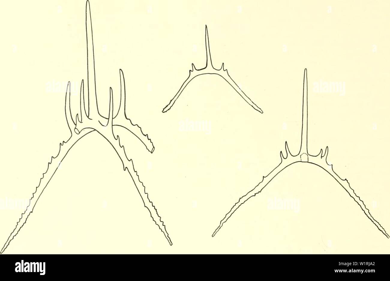 Immagine di archivio da pagina 65 del Danish Ingolf-spedizione (1899-1953). Il danese Ingolf-expedition danishingolfex4cpt11daniuoft Anno: 1899-1953 16 HOLOTHURIOIDEA Euphronides violacea è precedentemente registrato dalla costa del Marocco e tra le Azzorre e l'Europa. Inoltre è ri- con fili da Deichmann da Bequia e Golfo del Messico. Il confronto di queste località con quelli del "Tngolf' è molto interessante perché mostra che questa specie è distribuita in tutta l'abissale parte dell'Atlantico. I due campioni a portata di mano sono determinati dal Deichmaxn come E. violacea, anil ammetto che Foto Stock