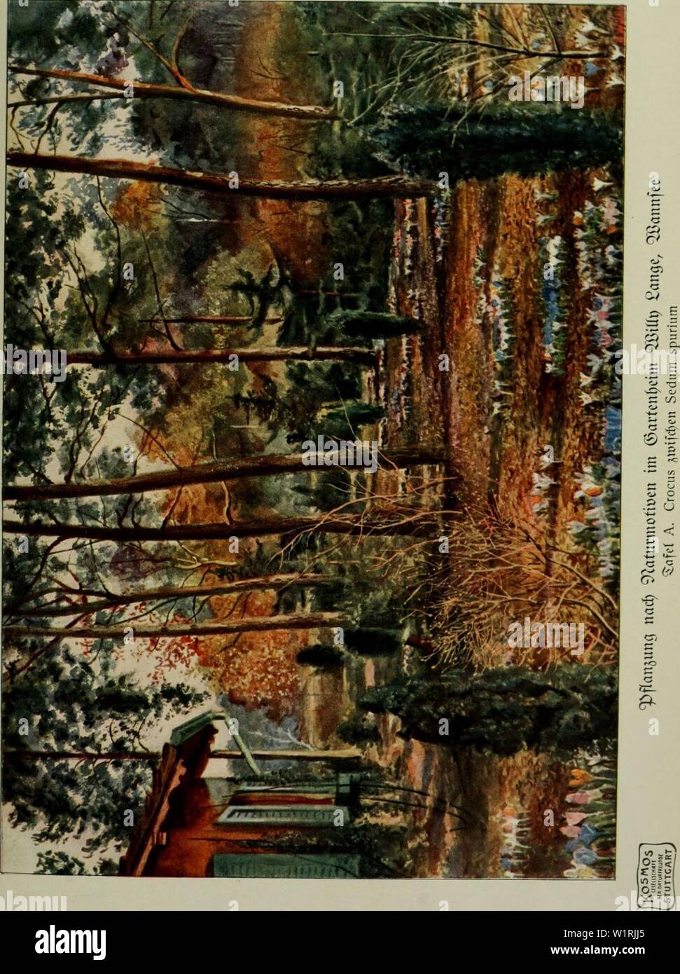 Immagine di archivio da pagina 66 di Das Leben der Pflanze (1906). Das Leben der Pflanze daslebenderpflan07fran Anno: 1906 Foto Stock
