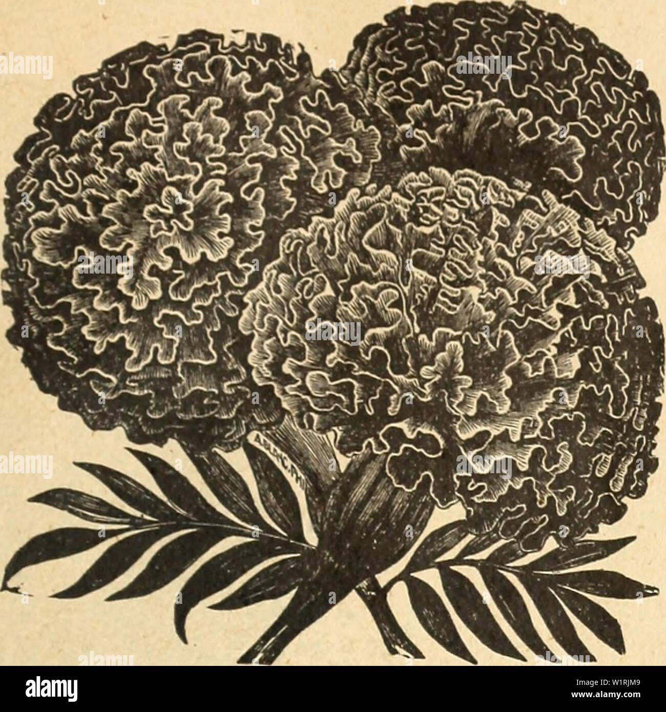 Immagine di archivio da pagina 66 di DeJong floreali e sementi Co. DeJong floreali e sementi Co dejongfloralseed1926dejo Anno: 1926 DE JONG E FLOREALI SEMENTI CO., Pella, IOWA 63 di altezza doppia Calendula Calendula (Tagetes) gratuitamente una fioritura- impianto <f facile cultura, con fiori doppi di bella e ricca di colori, pro- diminuire uno splendido effetto, se piantato in letti o confini; e proseguendo in bellezza fino a de- stroyed dal gelo. Semi-hardy annuari. ELDORADO. Questa è la più bella di questo tipo di fiore appariscente, molte piante aventi da 75 a 100 i fiori in una sola volta. Per pkt. 5 cts. AFRICAN misto. Migliori colori doppia; 2 Foto Stock Immagine di archivio da pagina 66 di DeJong floreali e sementi Co. DeJong floreali e sementi Co dejongfloralseed1926dejo Anno: 1926 DE JONG E FLOREALI SEMENTI CO., Pella, IOWA 63 di altezza doppia Calendula Calendula (Tagetes) gratuitamente una fioritura- impianto <f facile cultura, con fiori doppi di bella e ricca di colori, pro- diminuire uno splendido effetto, se piantato in letti o confini; e proseguendo in bellezza fino a de- stroyed dal gelo. Semi-hardy annuari. ELDORADO. Questa è la più bella di questo tipo di fiore appariscente, molte piante aventi da 75 a 100 i fiori in una sola volta. Per pkt. 5 cts. AFRICAN misto. Migliori colori doppia; 2 Foto Stock