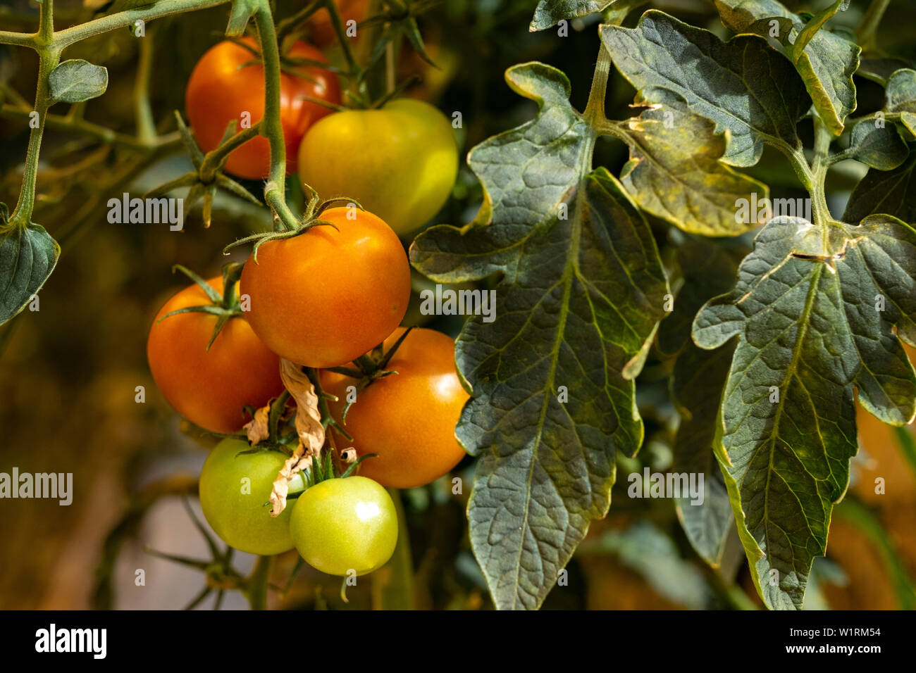 Pomodori ciliegia cresce in una serra in Islanda centrale Foto Stock