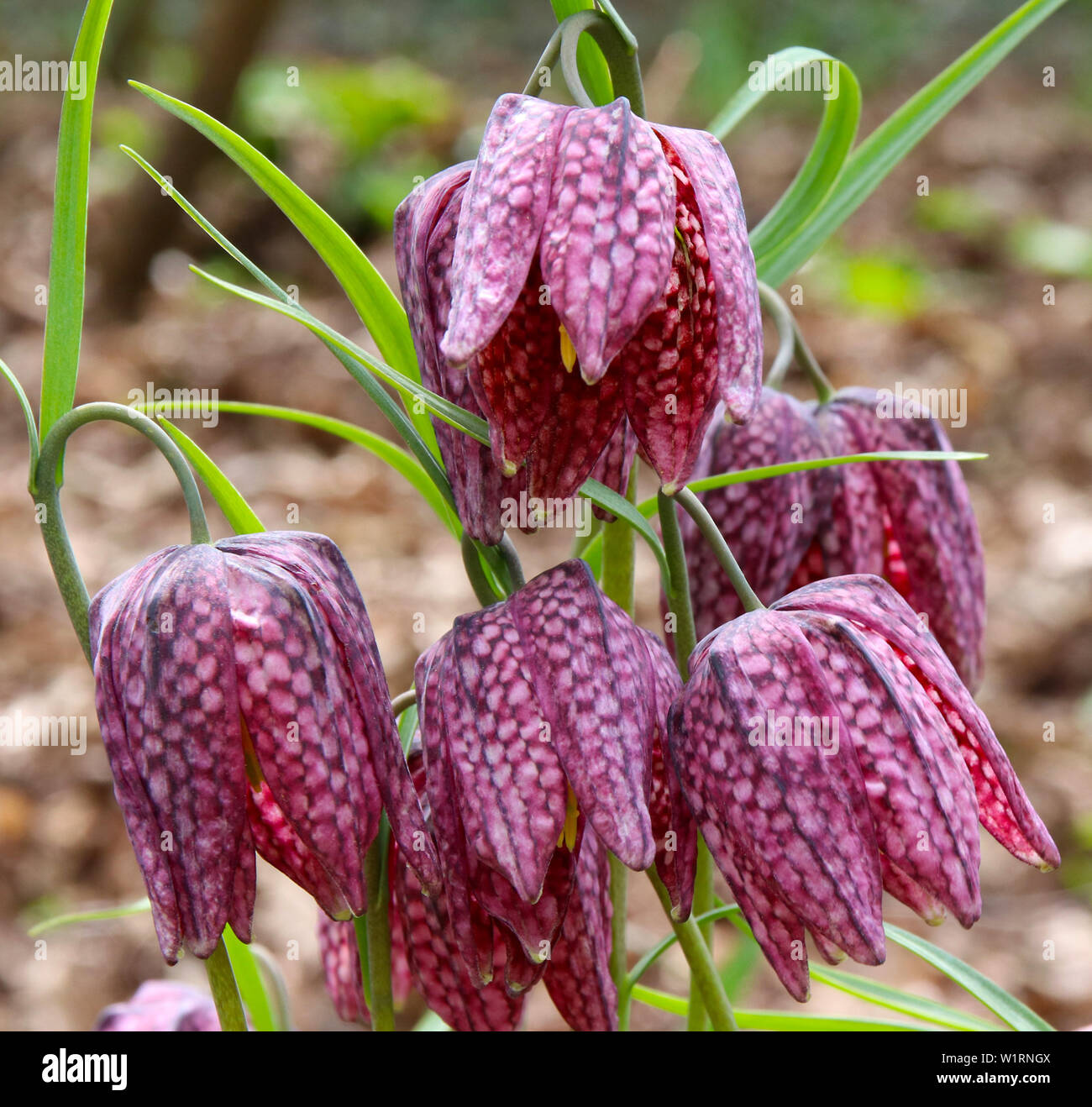 Fritillaria bloom, lampadina a molla Foto Stock