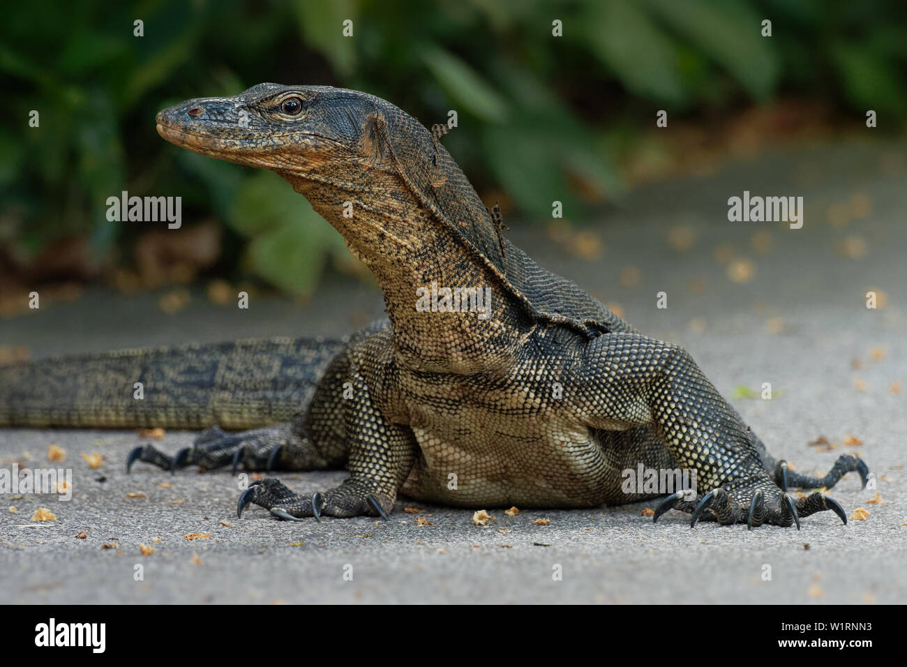 Asian monitor acqua - Varanus salvator comuni anche monitor acqua, grandi varanid lizard originario del Sud e del sud-est asiatico (kabaragoya, due fasce di moni Foto Stock