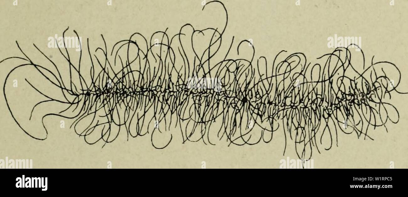Archivio immagine dalla pagina 74 della citologia, con speciale riferimento a. Citologia, con speciale riferimento al nucleo metazoan cytologywithspec00agar 0 Anno: 1920 II MEIOSI nella femmina 59 i problemi particolari sollevati dalla vescicola germinale in fase oogenesis sono : (1) la continuità dei cromosomi durante tutto questo periodo. (2) La relazione tra i cromosomi e il nucleoli. (3) Il collegamento tra il peculiare vescicola germinale e fase sincrona di enorme crescita del citoplasma dell'uovo, insieme con la formazione di tuorlo. (4) fa qualsiasi uno stadio comparabile si verificano in sperma Foto Stock