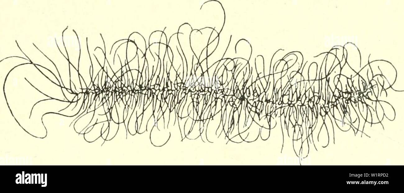 Archivio immagine dalla pagina 74 della citologia, con speciale riferimento a. Citologia, con speciale riferimento al nucleo metazoan cytologywithspec00agaruoft Anno: 1920 II MEIOSI nella femmina 59 i problemi particolari sollevati dalla vescicola germinale in fase oogenesis sono : (i) la continuità dei cromosomi durante tutto questo periodo. (2) La relazione tra i cromosomi e il nucleoli. (Â 3) Il collegamento tra il peculiare vescicola germinale e fase sincrona di enorme crescita del citoplasma dell'uovo, insieme con la formazione di tuorlo. (4) fa qualsiasi uno stadio comparabile si verificano in sp Foto Stock