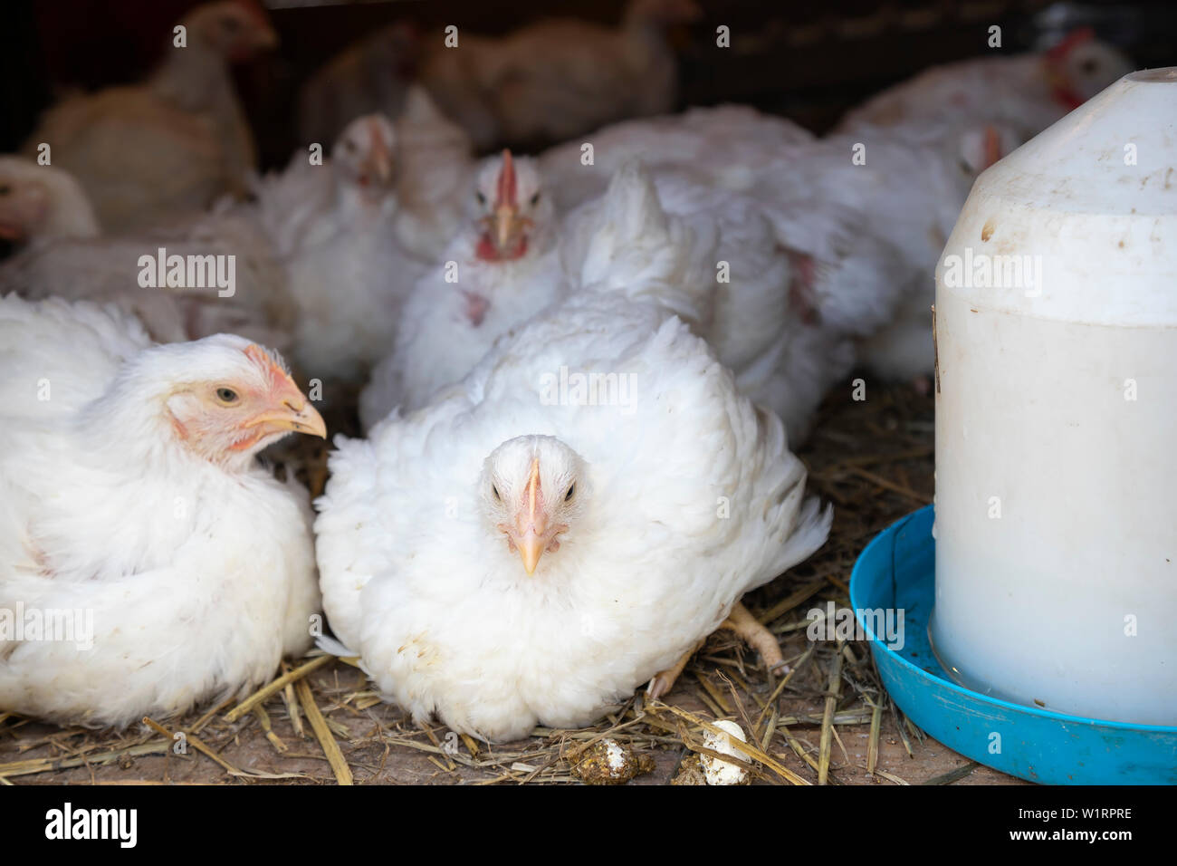 White polli da tavola in gabbia a fattoria di pollame. Carni di animali di allevamento. Foto Stock