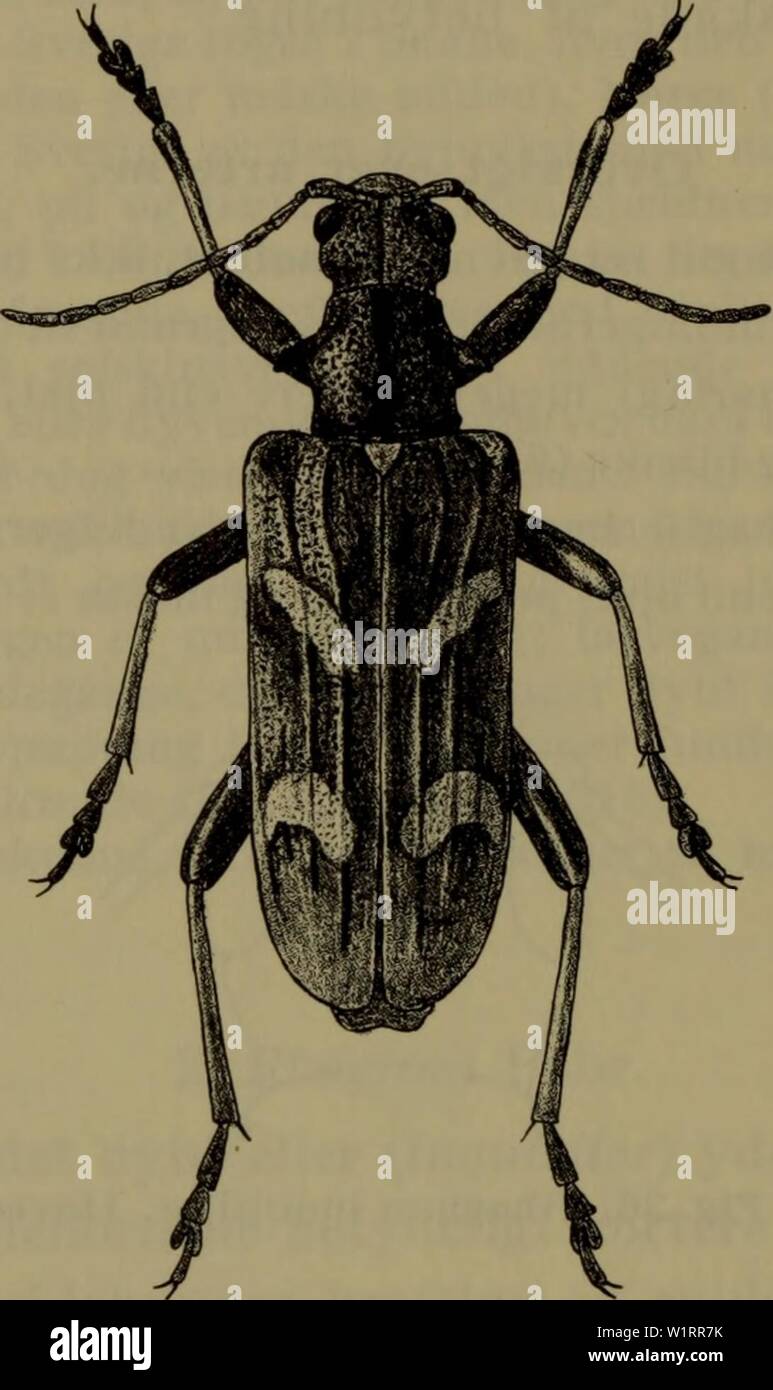 Immagine di archivio da pagina 75 del Danmarks fauna; illustrerede haandbøger oltre. Danmarks fauna; illustrerede haandbøger su den danske dyreverden.. danmarksfaunaill73dans l'anno: 1907 72 staerkt gul laengdestribe. Mellem Vingedaekkerne de per lisare tvaerbånd uden tydeligt fremtraedende, ordinare nøgen plet 3. syeophånta. Pronotum uden sådanne tydeligt fremtraedende staerkt gule laengdestriber. Mellem Vingedaekkerne de per lisare tvaerbånd med en afgraenset tydeligt sorta, nøgen sideplet (fig. 38) 2. mordax. Fig. 37. Rhagium bifasciatum ?. x 2,7 1. Ur. bifasciatum Tess. (Fig. 37). Metalsort, oversidens behåring fin Foto Stock