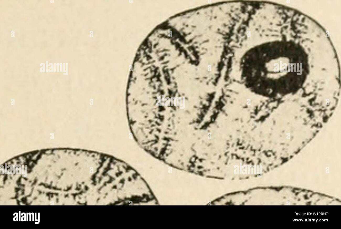 Archivio immagine dalla pagina 76 della citologia, con speciale riferimento a. Citologia, con speciale riferimento al nucleo metazoan cytologywithspec00agar Anno: 1920 II MEIOSI nella femmina 6ho vescicole germinali con cromosomi diffusa si trovano, ed è evidente che la bivalents risultanti da condensare syjidesis continuamente ' :.f Foto Stock