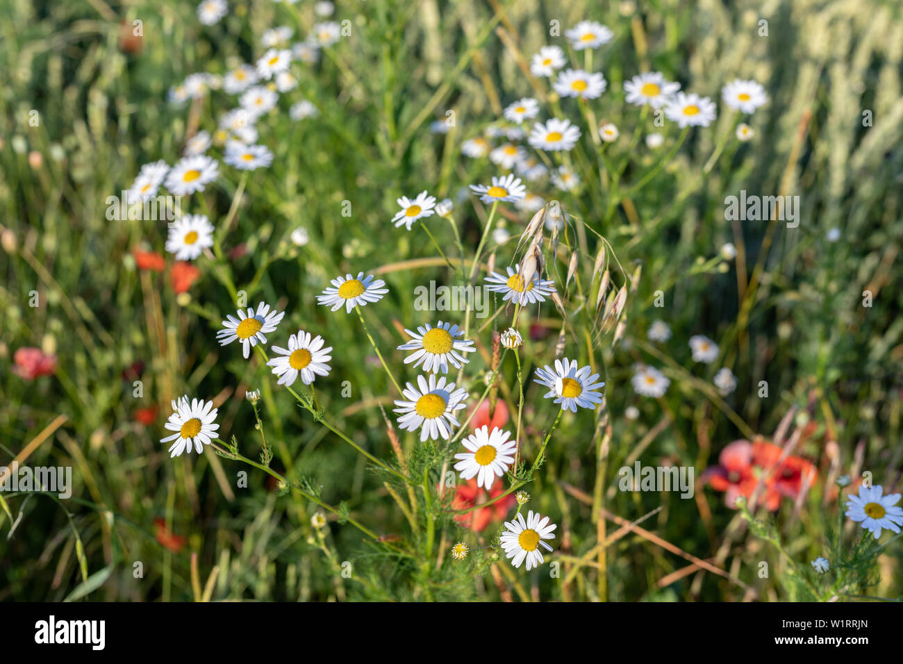 Luminose chamomiles fiore nel giardino estivo close up Foto Stock
