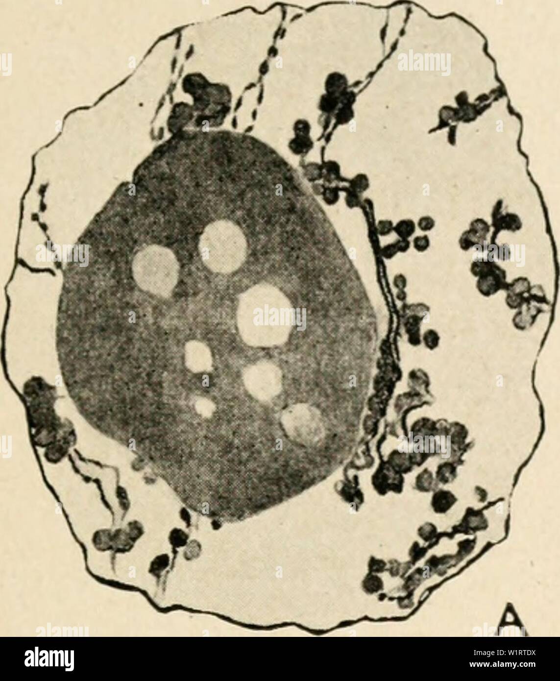 Archivio immagine dalla pagina 78 della citologia, con speciale riferimento a. Citologia, con speciale riferimento al nucleo metazoan cytologywithspec00agar Anno: 1920 II MEIOSI nella femmina 63 natura (amphinucleoli), costituito da un plastin basi (plasmosome), ricoperti o impregnati di cromatina o un cromatina-uke ; sostanza o i due componenti possono essere separati, in modo tale che il nucleolus consiste di due parti, una cromatina e una porzione plastin. Queste osservazioni si riferiscono in particolare alla principale nucleolus, che persiste a destra attraverso il periodo di crescita. In molti animali il nucleoli secondario che dev Foto Stock