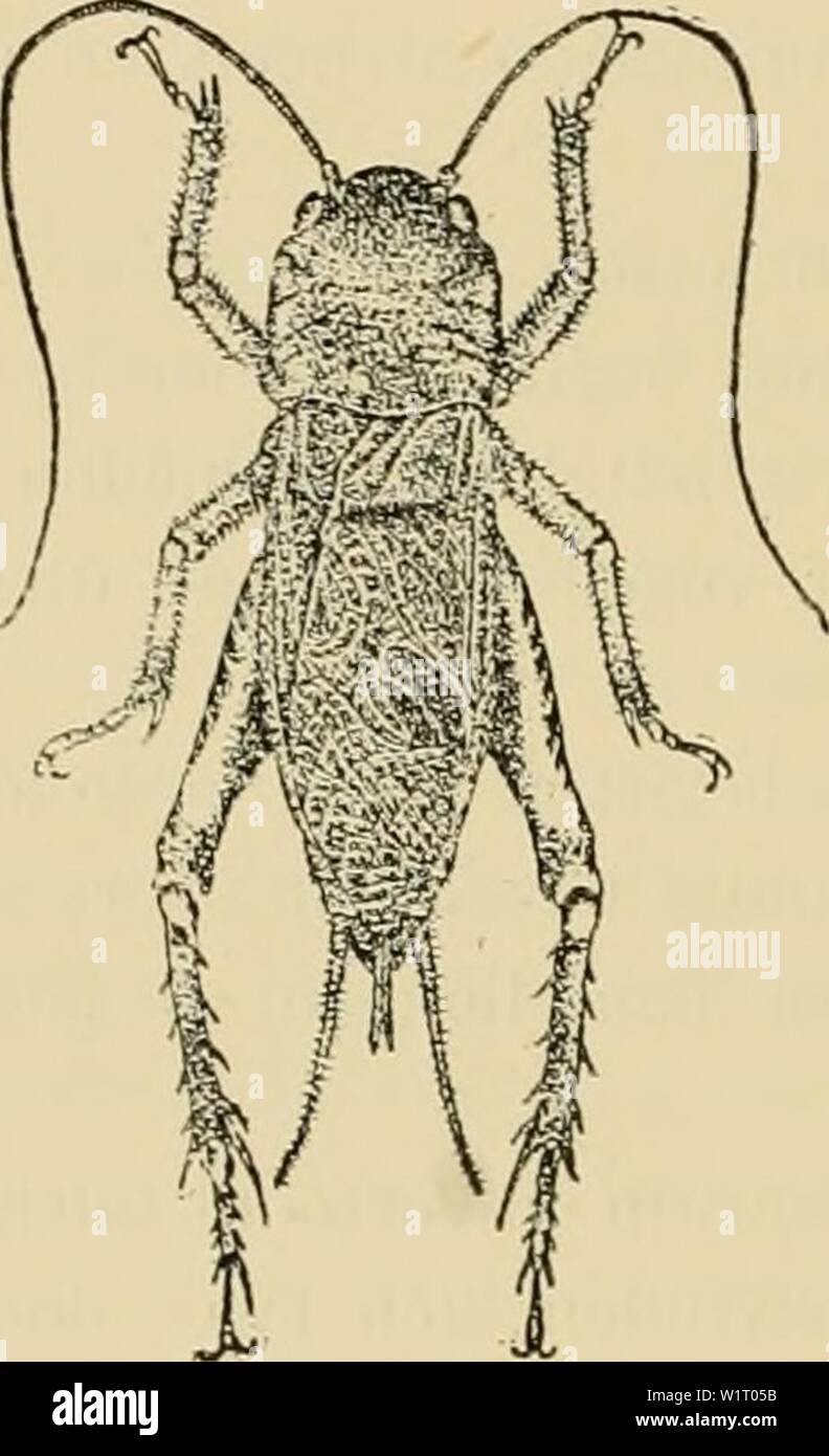 Immagine di archivio da pagina 85 del De vijanden dierlijke der koffiecultuur. De vijanden dierlijke der koffiecultuur op Java dedierlijkevijan02koni Anno: 1897 HOOFDSTUK YI. Orden der Rechtvleugeligen en der Netvleugeligen. a. Krekels. Van de grootere Javaansche krekelsoorten è de meest alge- meene Brachytriipes achaUnus Stoll., de Jüissir van West-, de gangsir van Oost-Java PI. 5 la fig. 3. Dit komt insetto zelden over- dag boven den grond; het leeft in de aarde, waar het zich, dik- wijls op meer dan een diepte voet, een soort van nest maakt. Gedurende de avondschemering doet het zijn aanhoudend, onaa Foto Stock