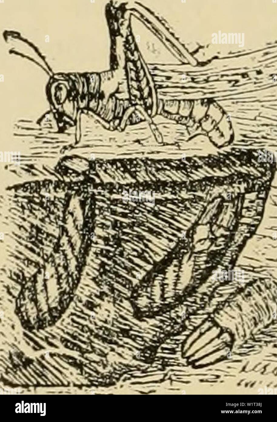 Immagine di archivio da pagina 89 del De vijanden dierlijke der koffiecultuur. De vijanden dierlijke der koffiecultuur op Java dedierlijkevijan02koni Anno: 1897 - 78 - In den loop van 1897 è in de residentieën Semarang Rembang en een dergelijke plaag ontstaan, die zich vrij snel over een aanzienlijk deel van Midden- en Oost-Java heeft verbreid. Aanvankelijk waren het de klapper- en de djattiboomen, die het moesten ontgelden, più tardi werden andere gewassen, vooral maïs, aangetast en kwamen eindelijk koffie en dadap aan de beurt. In het bijzonder hadden de koffie-ondernemingen op het Malangsche Zuiderge Foto Stock