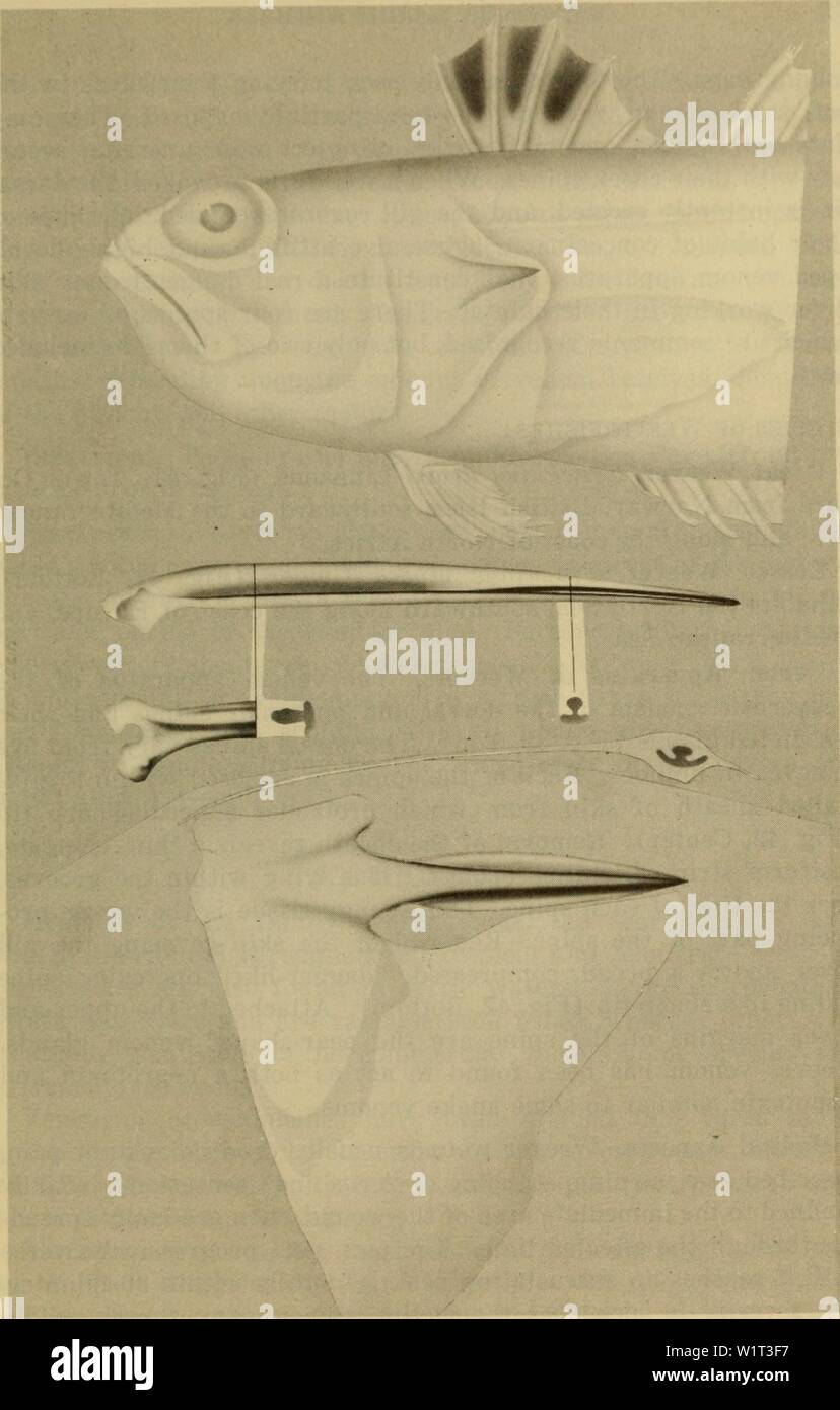 Immagine di archivio da pagina 90 di pericolosi animali marini (1959). Pericoloso animali marini dangerousmarinea00hals Anno: 1959 Fig. 42. Top: Testa di Trachinus, che mostra la pinna dorsale e opercular aculei. Centro: la spina dorsale del Trachinus vipera, mostra scanalature in cui le ghiandole di Venom sono situati. Lato posteriore e viste. Fondo: opercolo di T. vipera nevicare il pugnale-come spina dorsale per cui il premistoppa di Venom è allegata. Vista laterale e la sezione trasversale. 71 Foto Stock