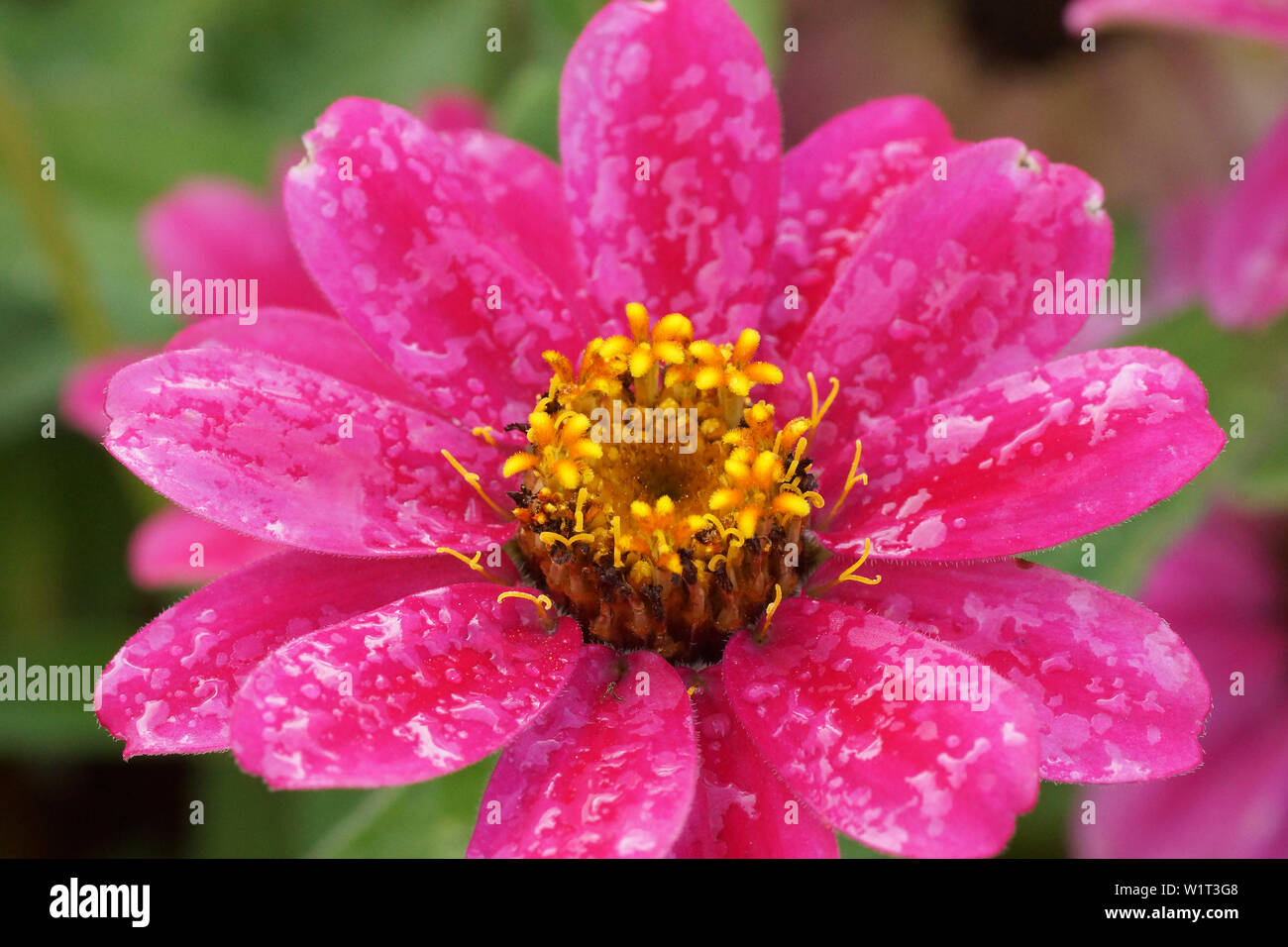 Blüte Foto Stock