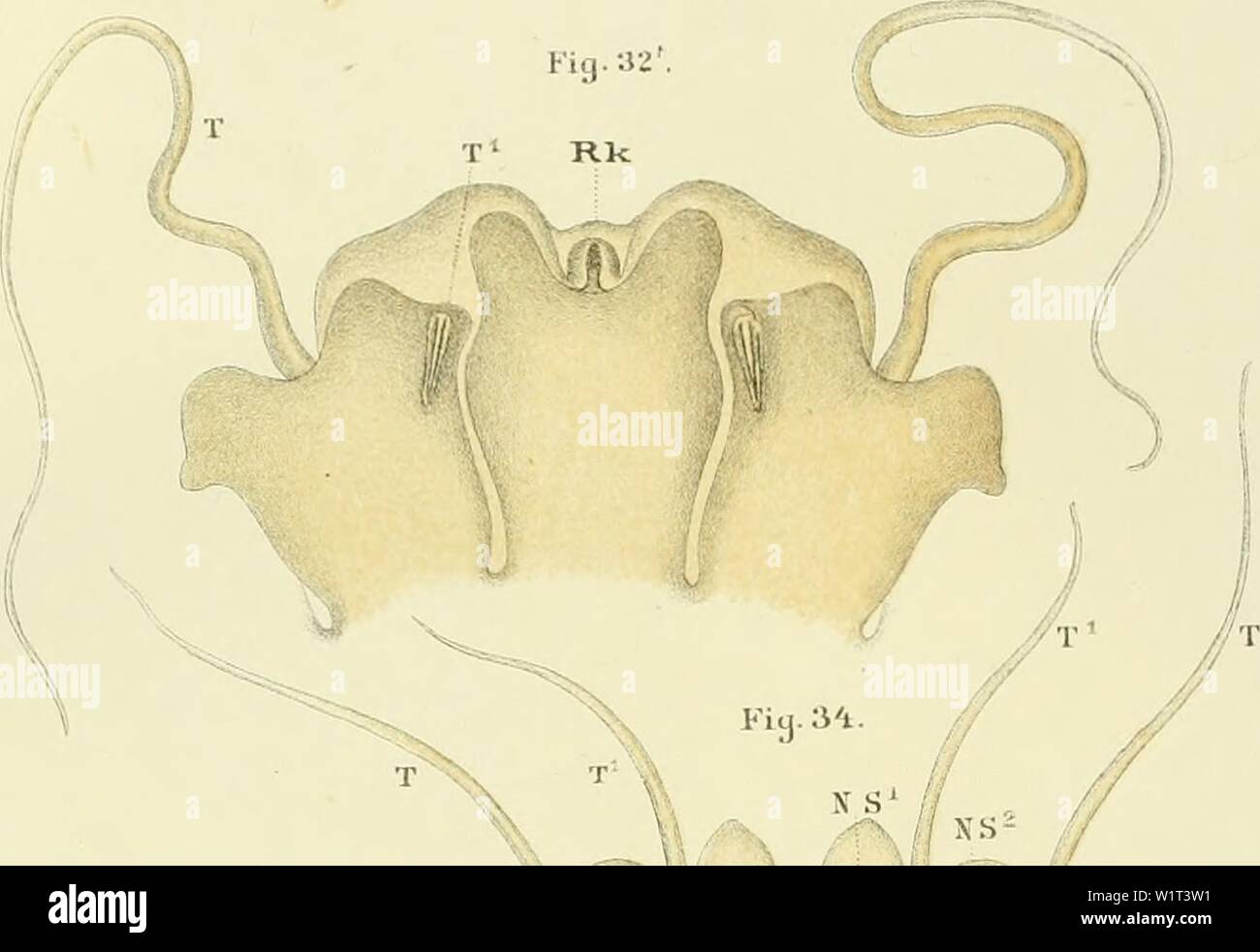 Immagine di archivio da pagina 90 del Denkschriften der Kaiserlichen Akademie der. Denkschriften der Kaiserlichen Akademie der Wissenschaften / Mathematisch-Naturwissenschaftliche Classe denkschriftender38kais Anno: 1878 Fiy. 33. Sollevatore meccanico TL-. Gei.T.Verf.lith.T.üi: JJeit2principale. Fig. 36. Foto Stock