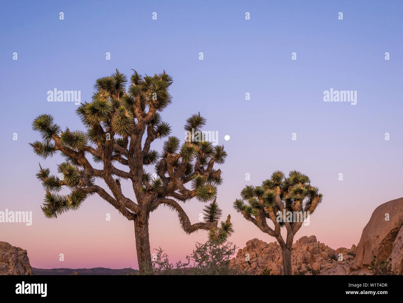 Alberi di Joshua all'alba. Joshua Tree National Park, California, Stati Uniti d'America. Foto Stock