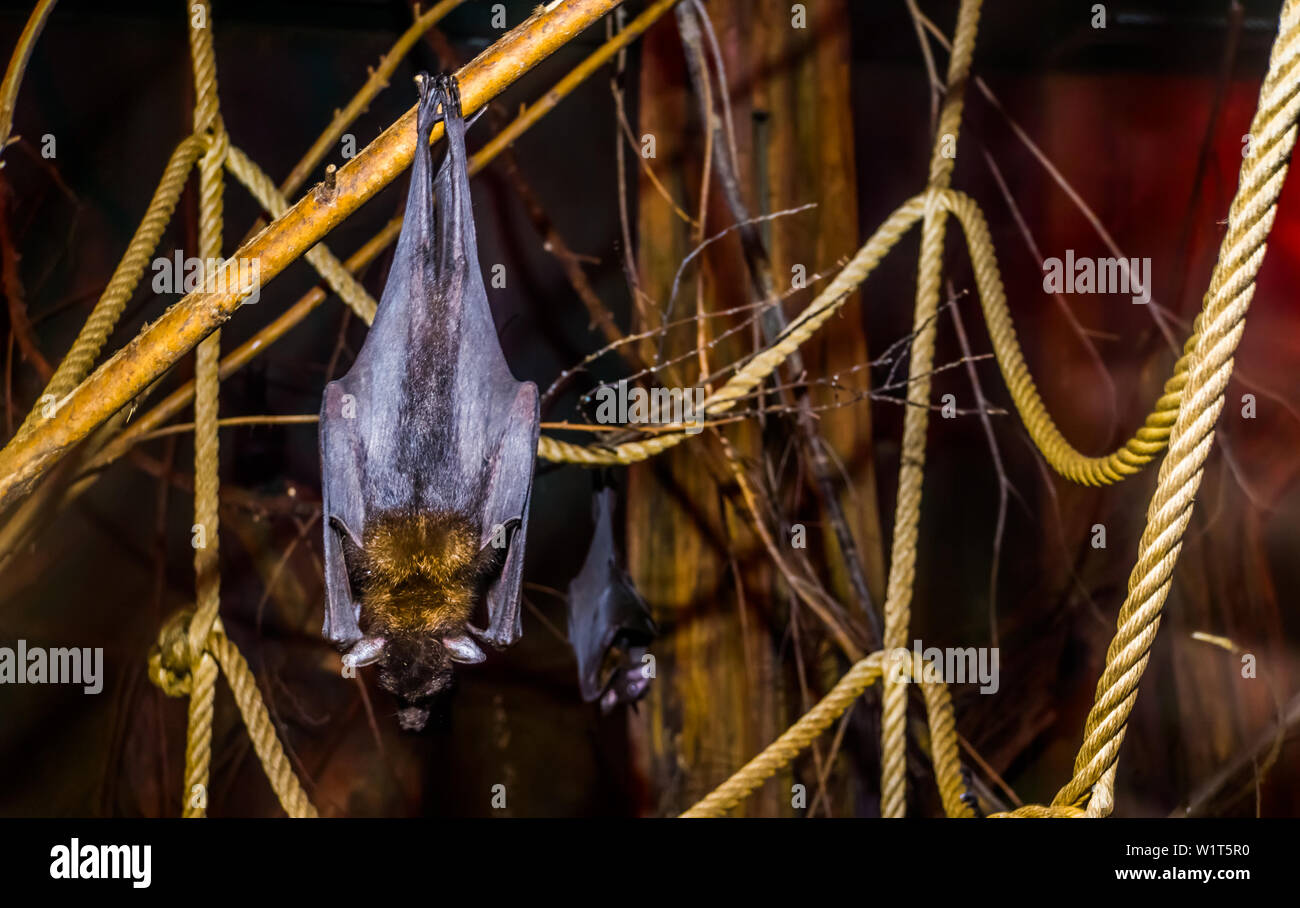 Primo piano di un lyle's flying fox appeso a un ramo, tropicale e vulnerabile bat specie provenienti da Asia, Notturno animale halloween Foto Stock