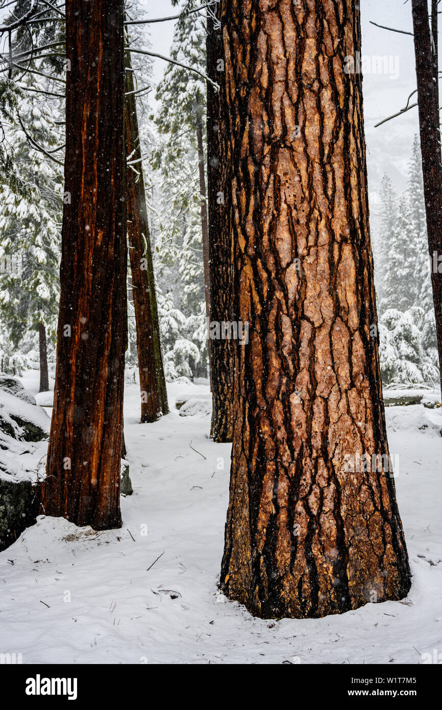 Tronchi di colore arancio corteccia spiccano in tempesta di neve nel Parco Nazionale di Yosemite Foto Stock