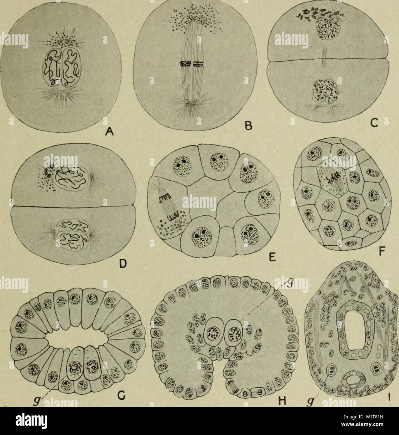 Archivio immagine dalla pagina 98 della citologia, con speciale riferimento a. Citologia, con speciale riferimento al nucleo metazoan cytologywithspec00agar 0 Anno: 1920 in germe-VIA 83 e progressivamente scompaiono, e un nuovo set di granuli fa la sua comparsa nella prossima prophase. Come i granuli delle precedenti la mitosi non hanno abbastanza scomparso da tempo il nuovo set sviluppa, la cella non è mai del tutto senza di loro e questo fatto rende il suo continuo possibile identificazione. Il nuovo in granuli che figurano a prophase sono nuovamente concen- Fig. 39. La differenziazione del germe in pista Ciclope fuscus (A Foto Stock