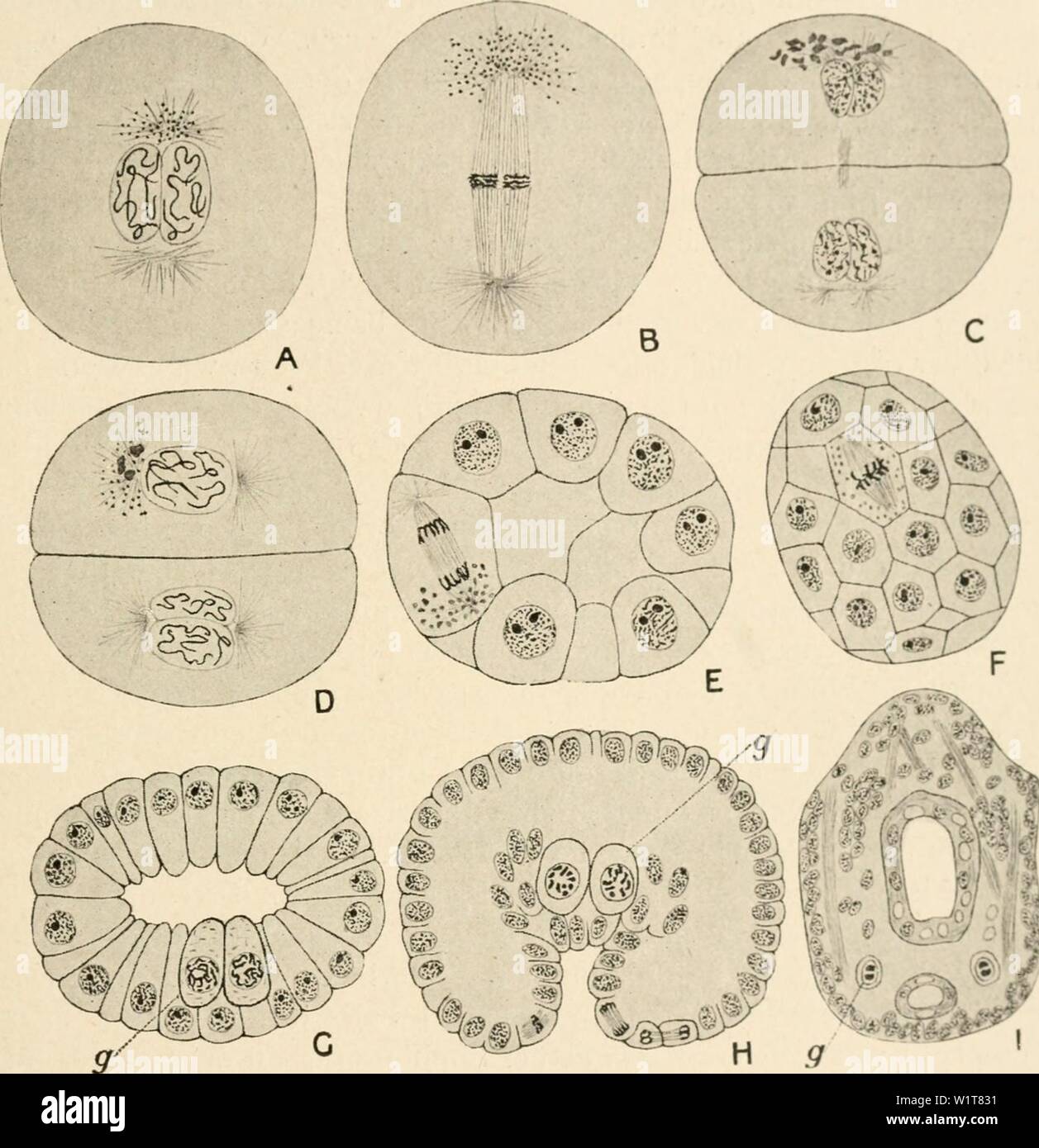 Archivio immagine dalla pagina 98 della citologia, con speciale riferimento a. Citologia, con speciale riferimento al nucleo metazoan cytologywithspec00agar Anno: 1920 mal germe-VIA 83 e progressivamente scompaiono, e un nuovo set di granuli fa la sua comparsa nella prossima prophase. Come i granuli delle precedenti la mitosi non hanno abbastanza scomparso da tempo il nuovo set sviluppa, la cella non è mai del tutto senza di loro e questo fatto rende il suo continuo possibile identificazione. Il nuovo in granuli che figurano a prophase sono nuovamente concen- fig. 39. La differenziazione del germe in pista Ciclope fuscus (A- Foto Stock