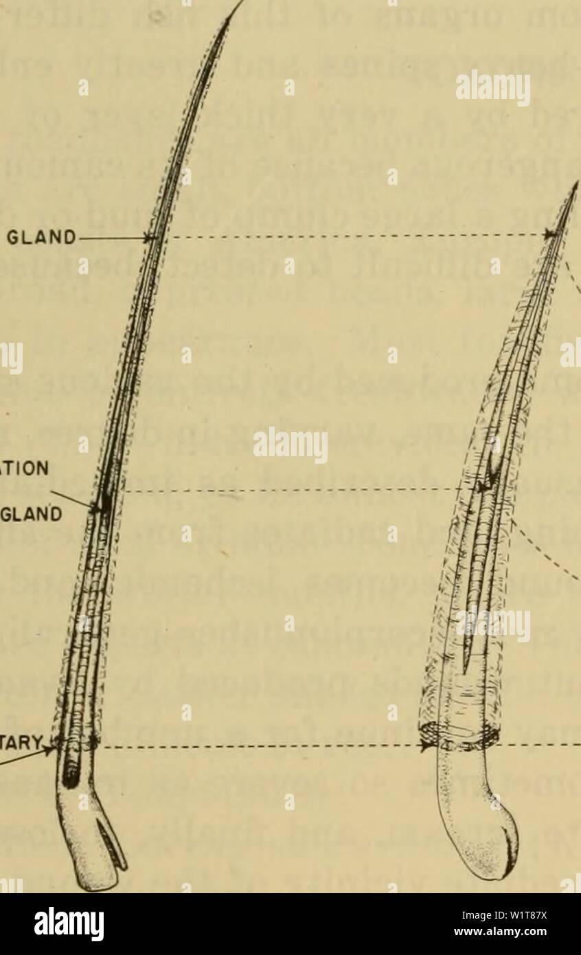 Immagine di archivio da pagina 98 di pericolosi animali marini (1959). Pericoloso animali marini dangerousmarinea00hals Anno: 1959 animali marini che STING 79 Confronto del veleno di organi di PTEROIS, SCORPAENA, E STRUTTURA SYNANCEJA Pterois Scorpaena Synanceja Fin spine allungate, snello moderatamente lungo e pesante breve, stout tegumentario guaina moderatamente sottili di spessore molto spessi e le ghiandole di veleno di piccole dimensioni, ben sviluppato di medie dimensioni, molto ben-de- veloped molto grandi, altamente sviluppata Venom condotto non evidenti non evidenti e ben sviluppato ghiandola di veleno di terminazione della ghiandola di Venom tegumentario, GUAINA Foto Stock