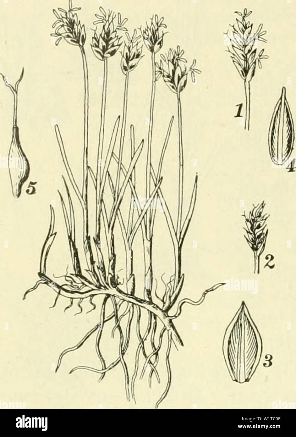 Immagine di archivio da pagina 469 di De flora van Nederland (1909-11). De flora van Nederland defloravannederl01heuk Anno: 1909-11. 428 CYPERACEAE. FAMILIE 17, Voorkomen in Europa en in Nederland. De impianto komt in Europa geheel aan slooten en in weiden, vooral op het alluvione voor. È Zij bij ons vrij zeldzaam. De var. ,"3. è bij Hoek van Hol- land gevonden. S. rüfus') Schrad. (Blysmus ri'ifus HUD.). Roode bies (fig. 361). Deze soort gelijkt veel op de vorige, doch è er door de volgende kenmerken van te onderscheiden. Zij heeft een rolronden sten- gel, de onderste bladen hebben bleeke tot zwartb Foto Stock