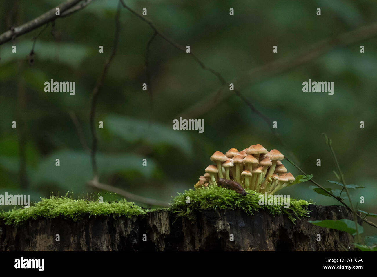 Spreewald riserva della biosfera, Germania, area ricreativa, paesaggio, funghi e slug nella foresta, estate indiana Foto Stock