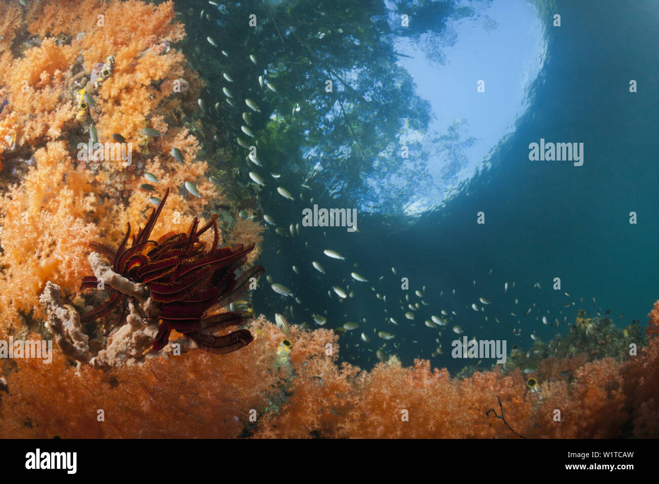 I coralli crescono nei pressi di mangrovie, Raja Ampat, Papua occidentale, in Indonesia Foto Stock