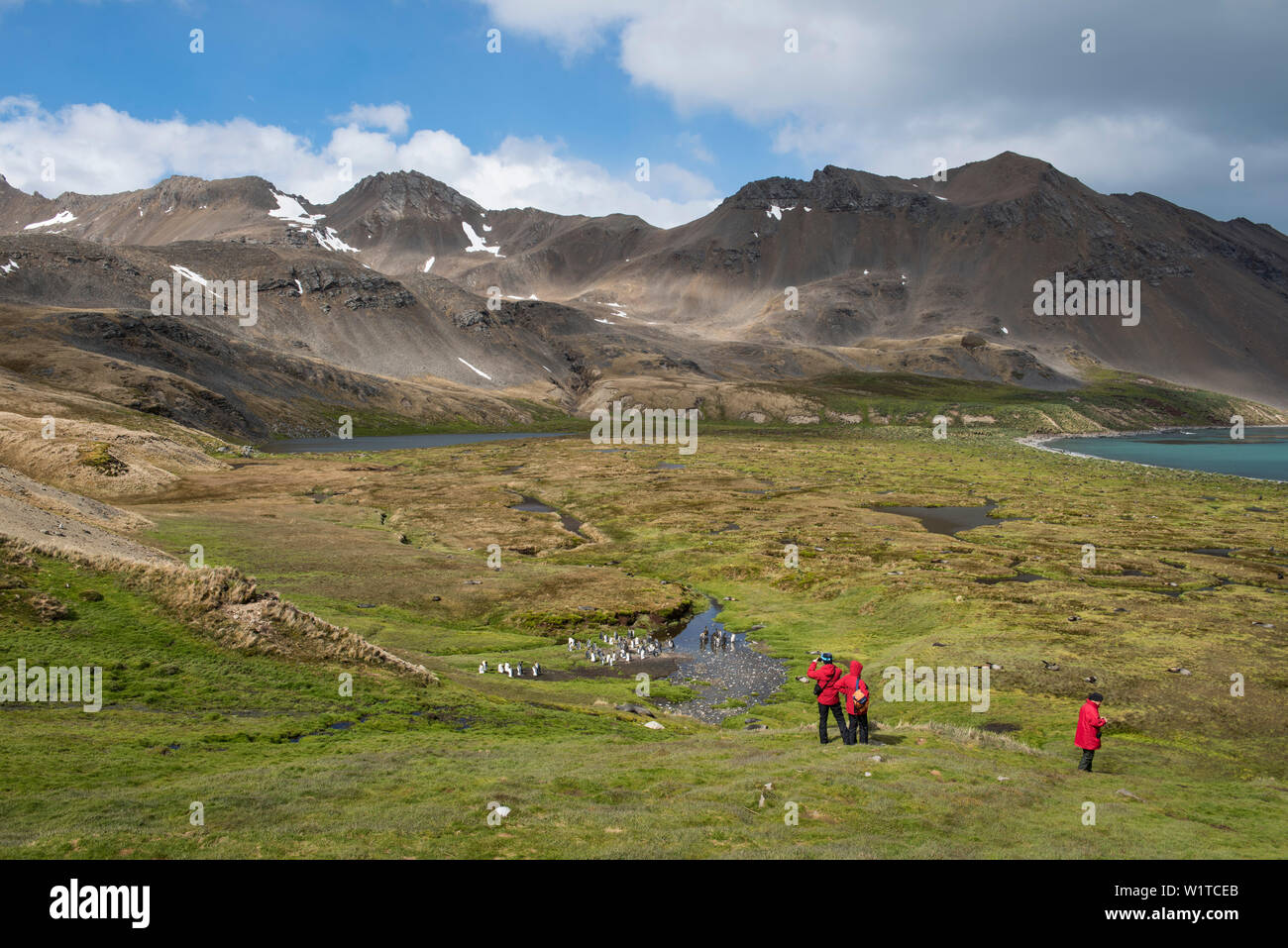 I turisti da una spedizione nave da crociera stand su un promontorio per visualizzare un meraviglioso paesaggio punteggiato di Re pinguini (Aptenodytes patagonicus), Antarc Foto Stock