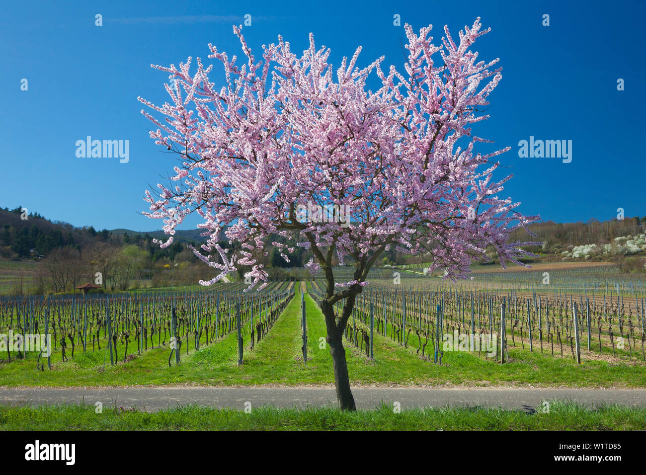 Fiore di mandorla, Mandelbluetenweg, Deutsche Weinstrasse (tedesco la strada del vino), Pfalz, Renania-Palatinato, Germania Foto Stock