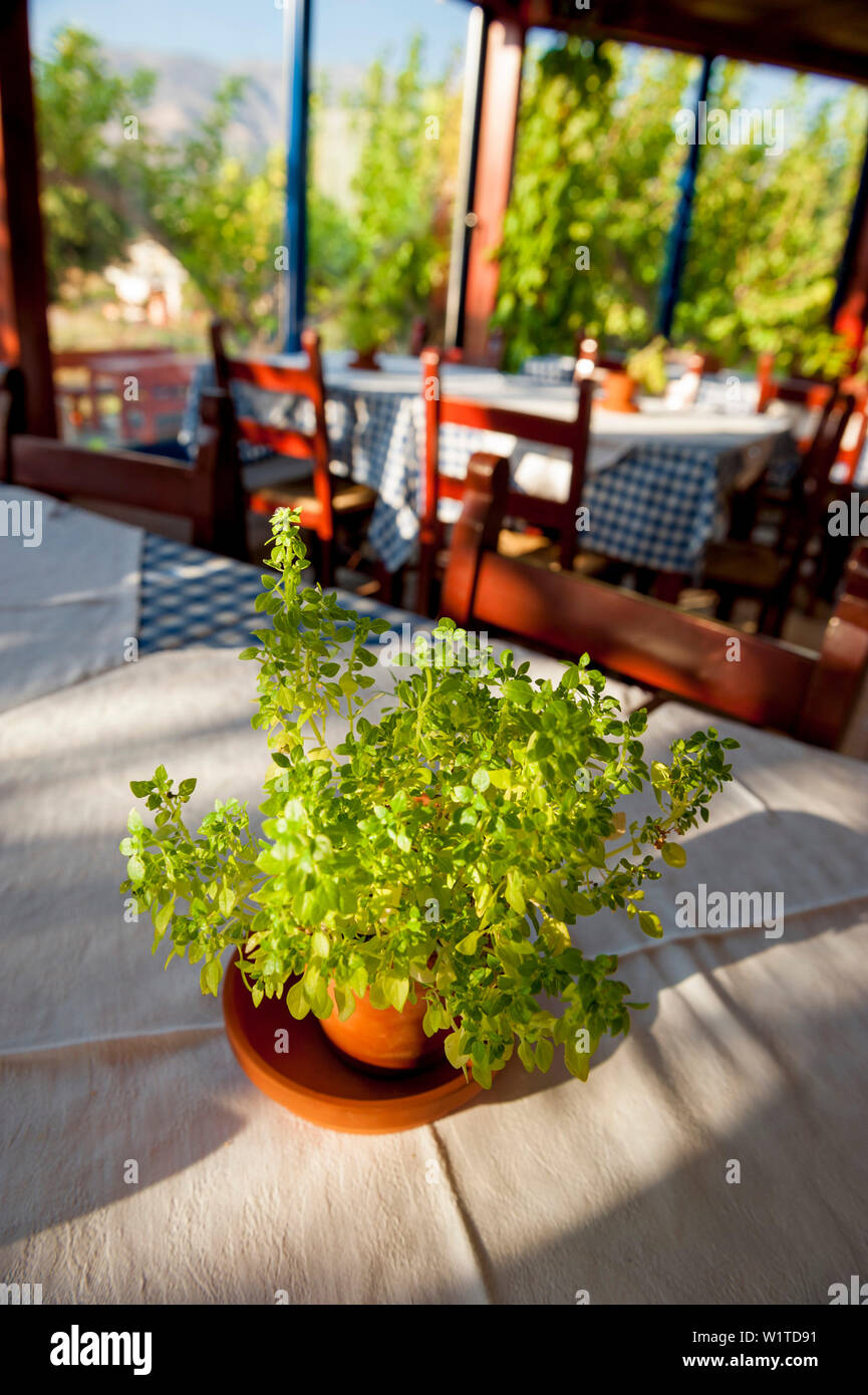 Origano in vasi di erbe aromatiche erbe culinarie nel ristorante Plakias, Creta, Grecia, Europa Foto Stock